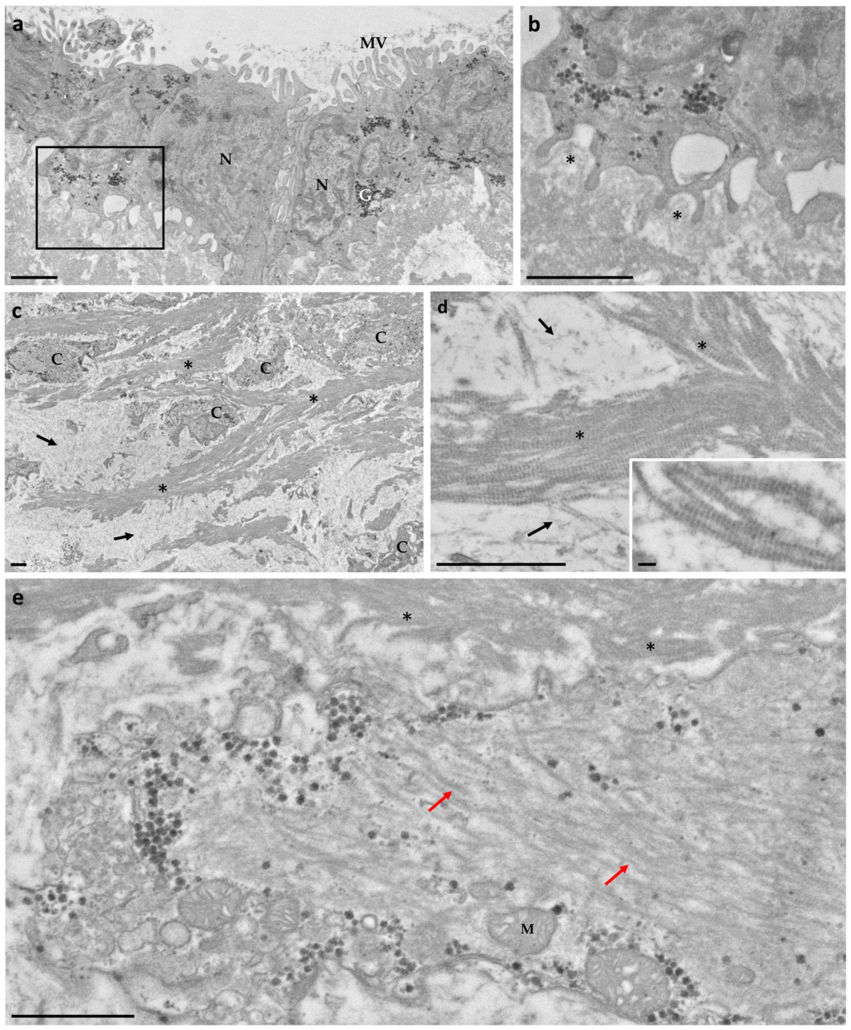 Biology 10 01049 g001
