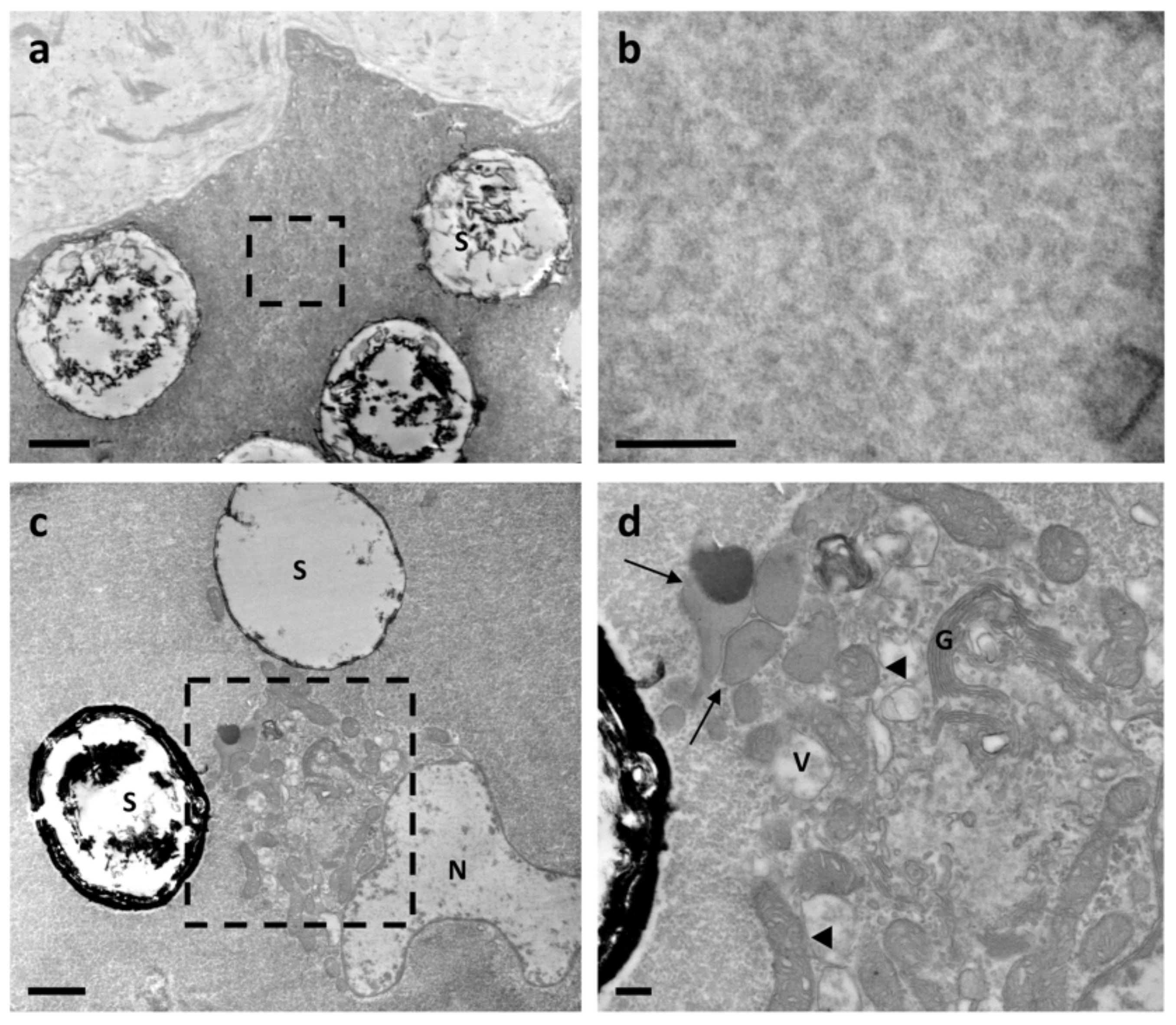 Biology 10 01049 g003