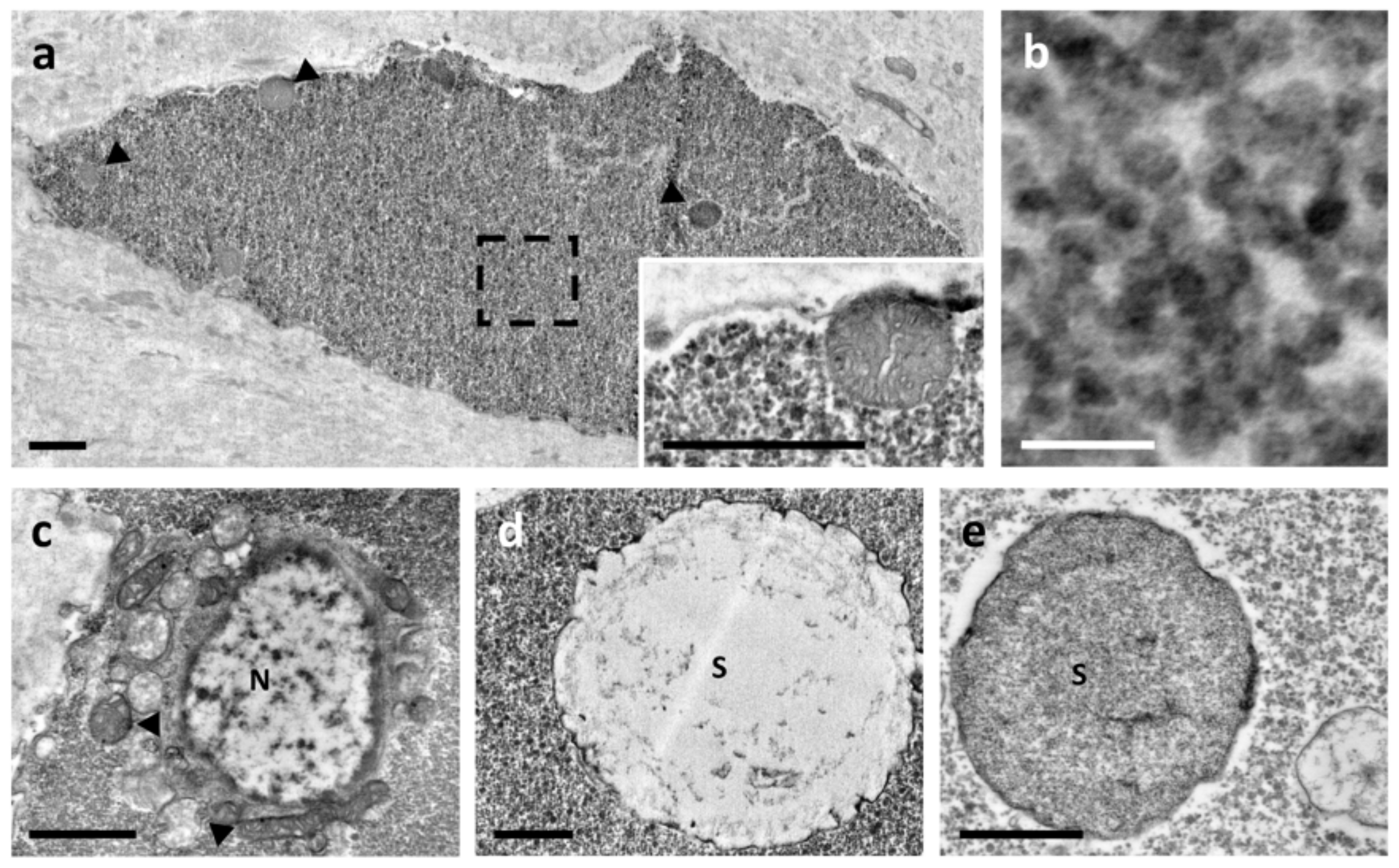 Biology 10 01049 g004