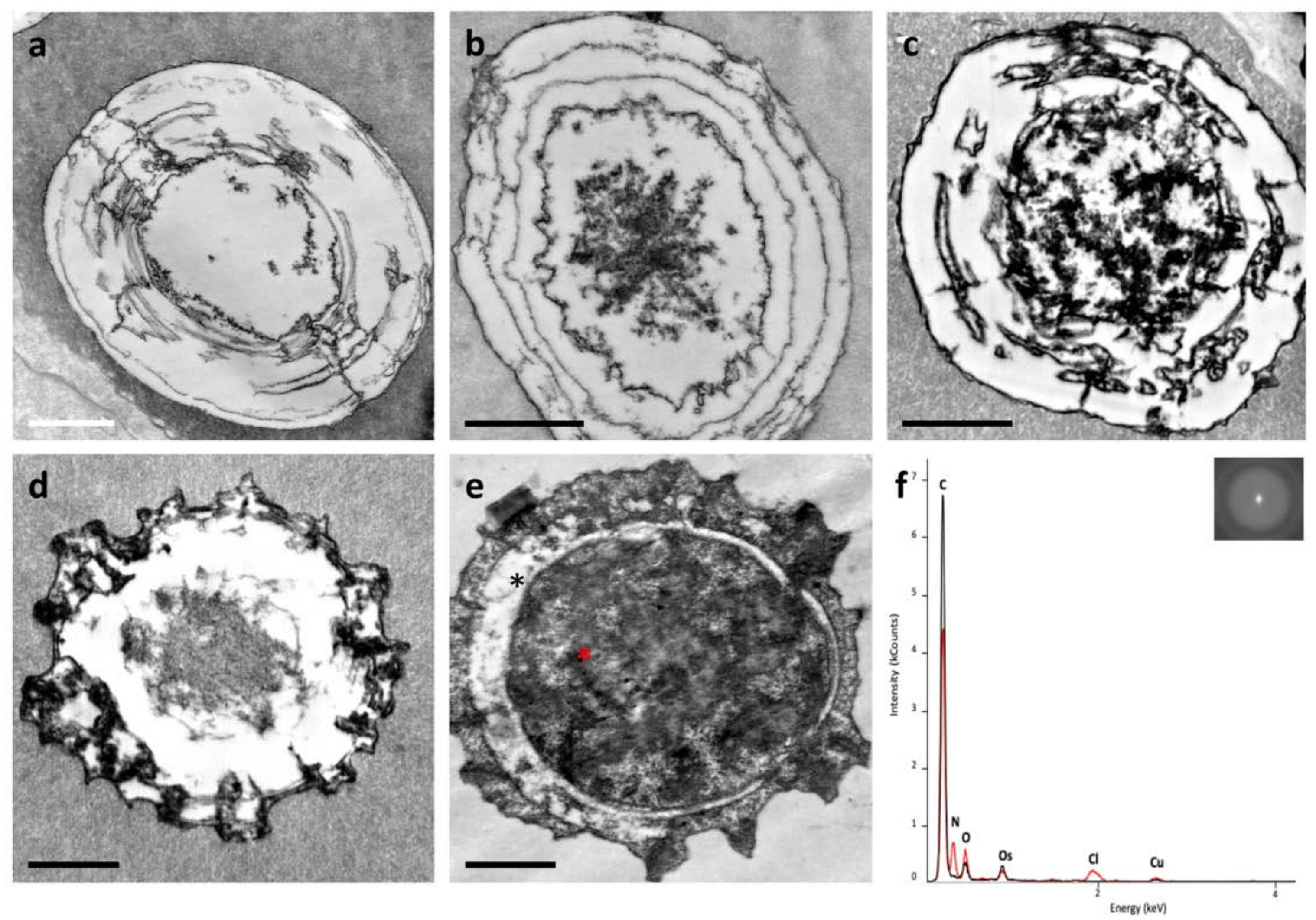 Biology 10 01049 g005