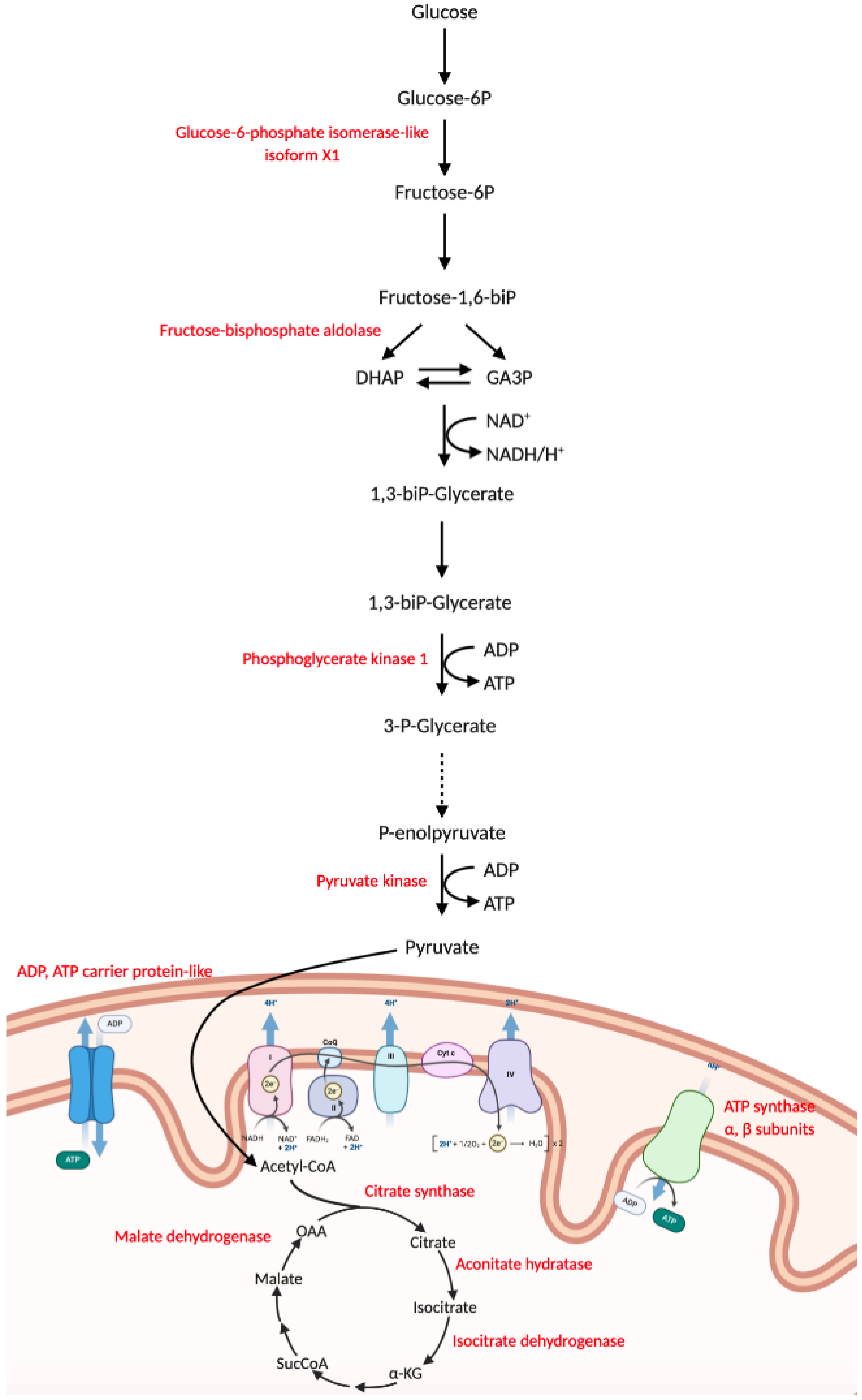 Biology 10 01049 g010