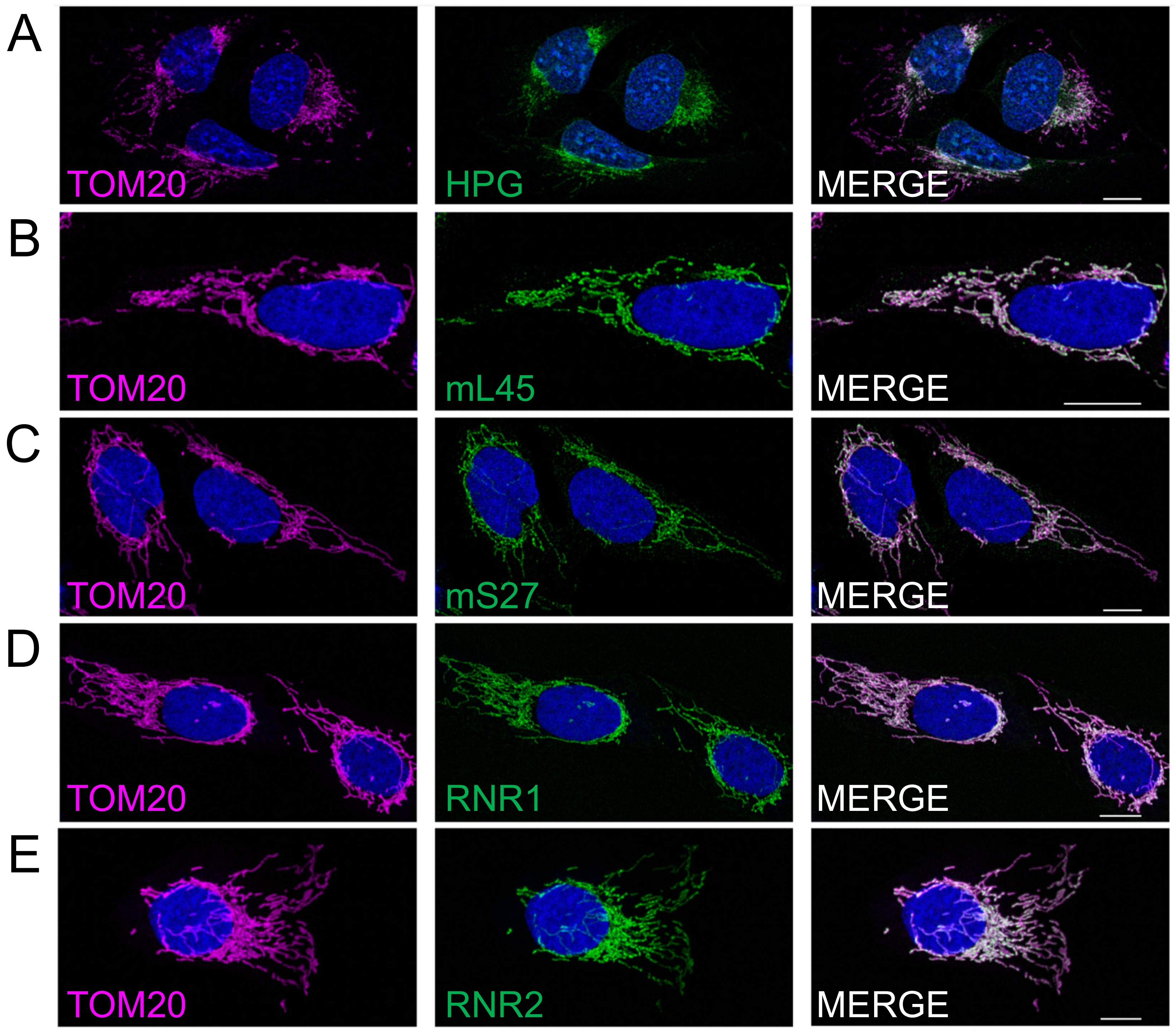 Biology 10 01050 g002 550
