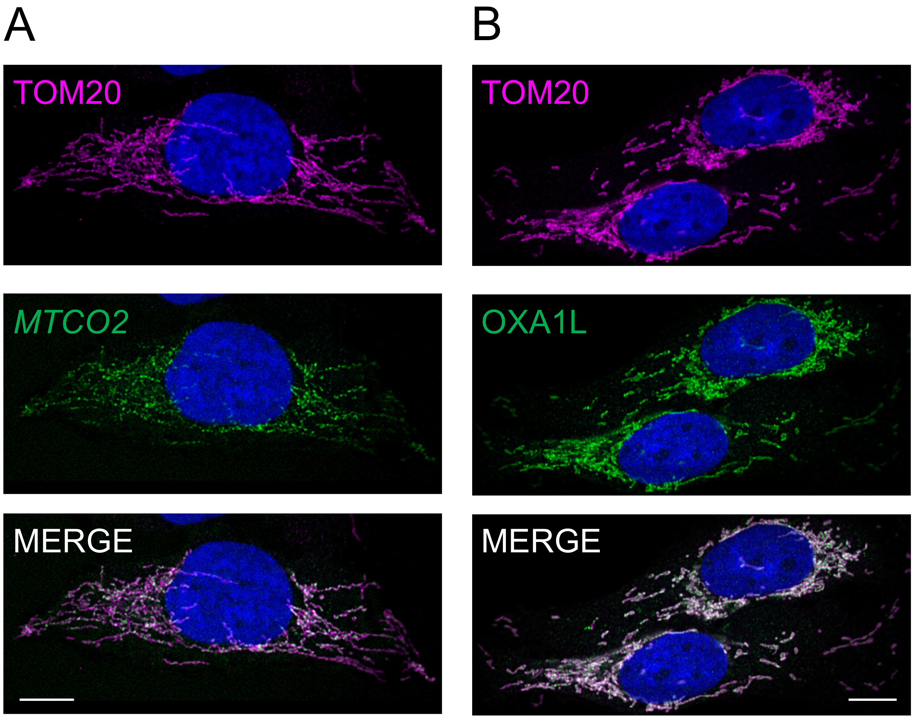 Biology 10 01050 g003 550