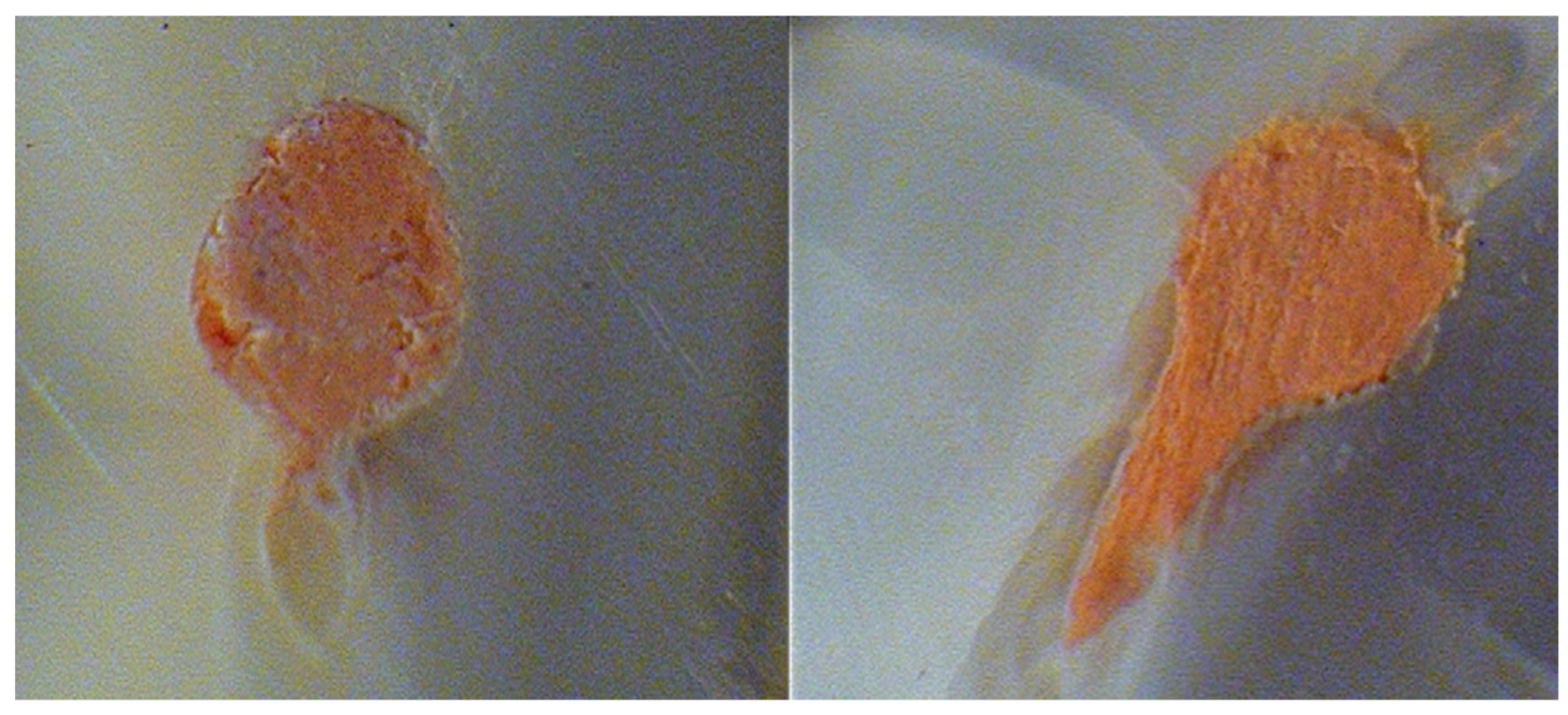 Biology 10 01074 g001 Biology 10 01074 g001