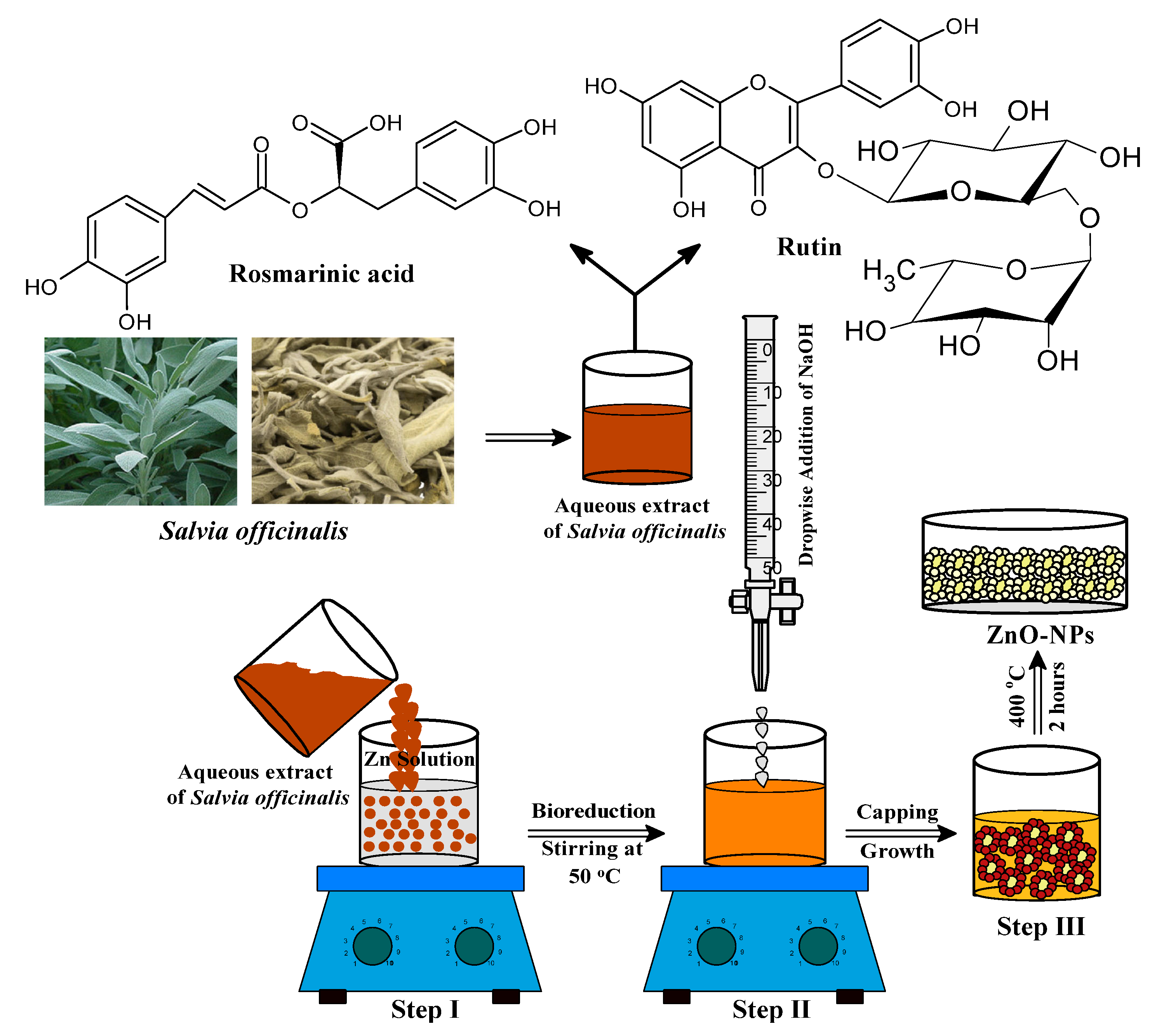 Biology Free FullText Green Synthesis of Zinc Oxide Nanoparticles