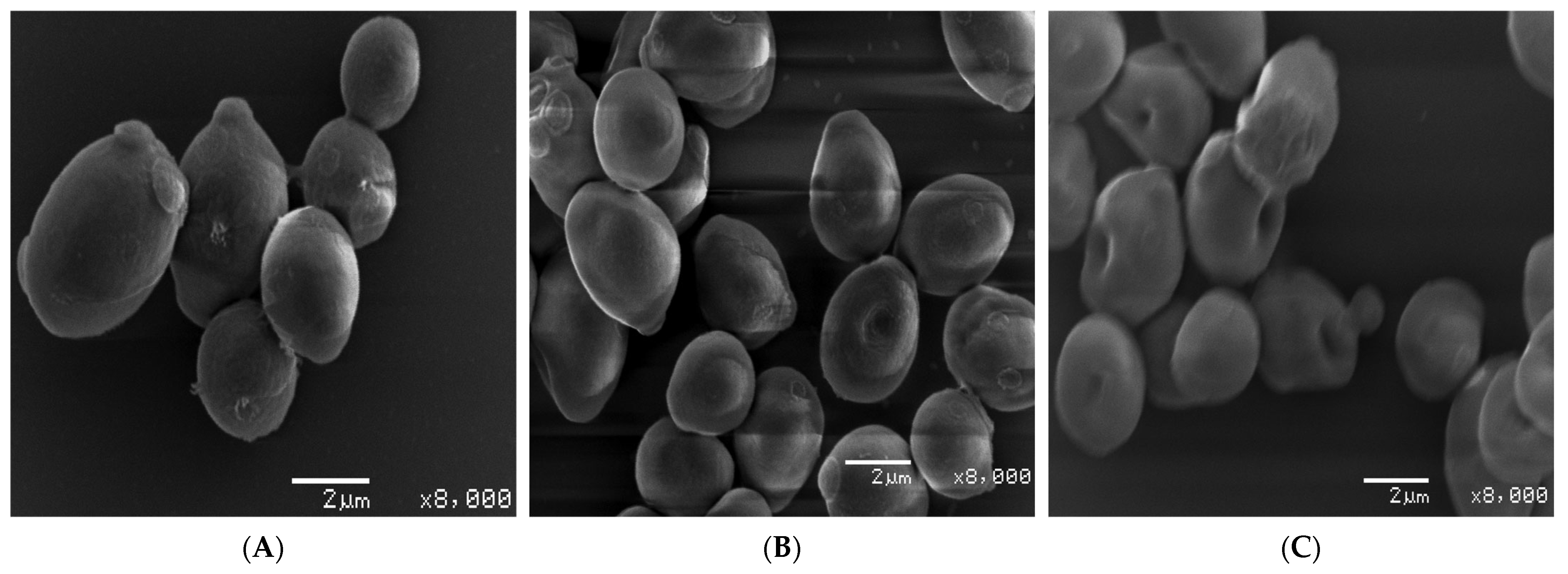 Biology 10 01075 g015
