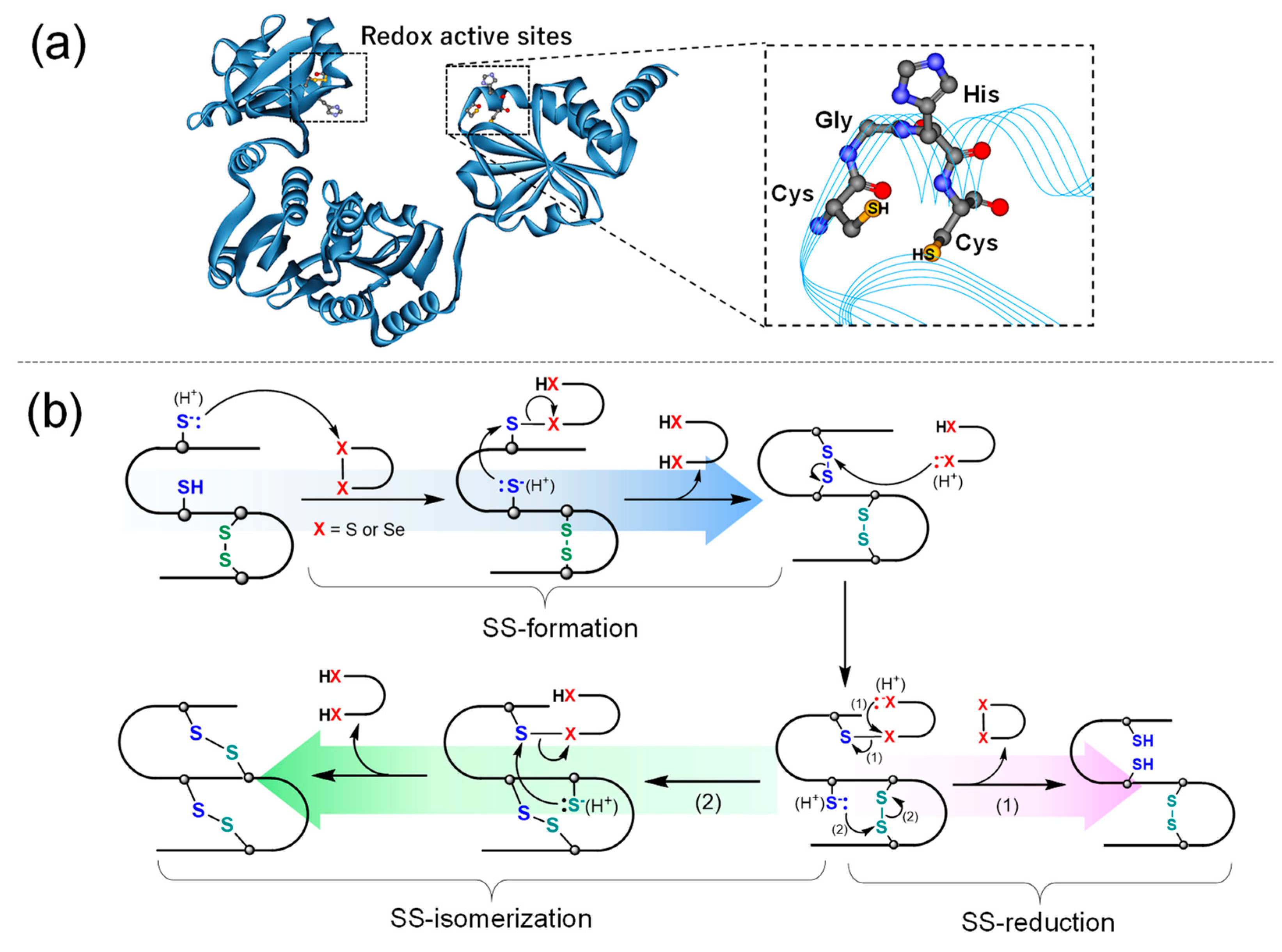Biology 10 01090 g002 550