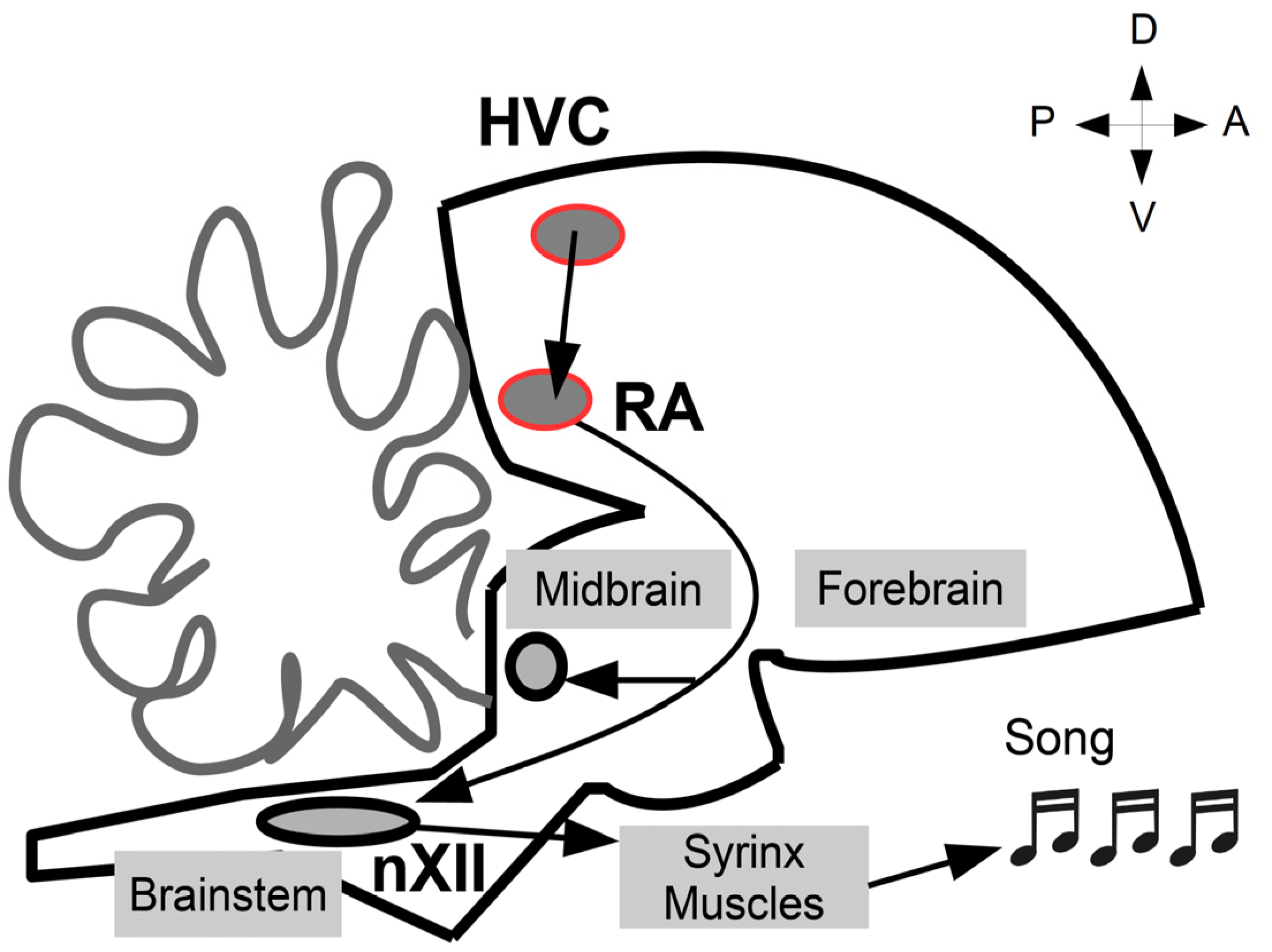 Biology 10 01099 g001