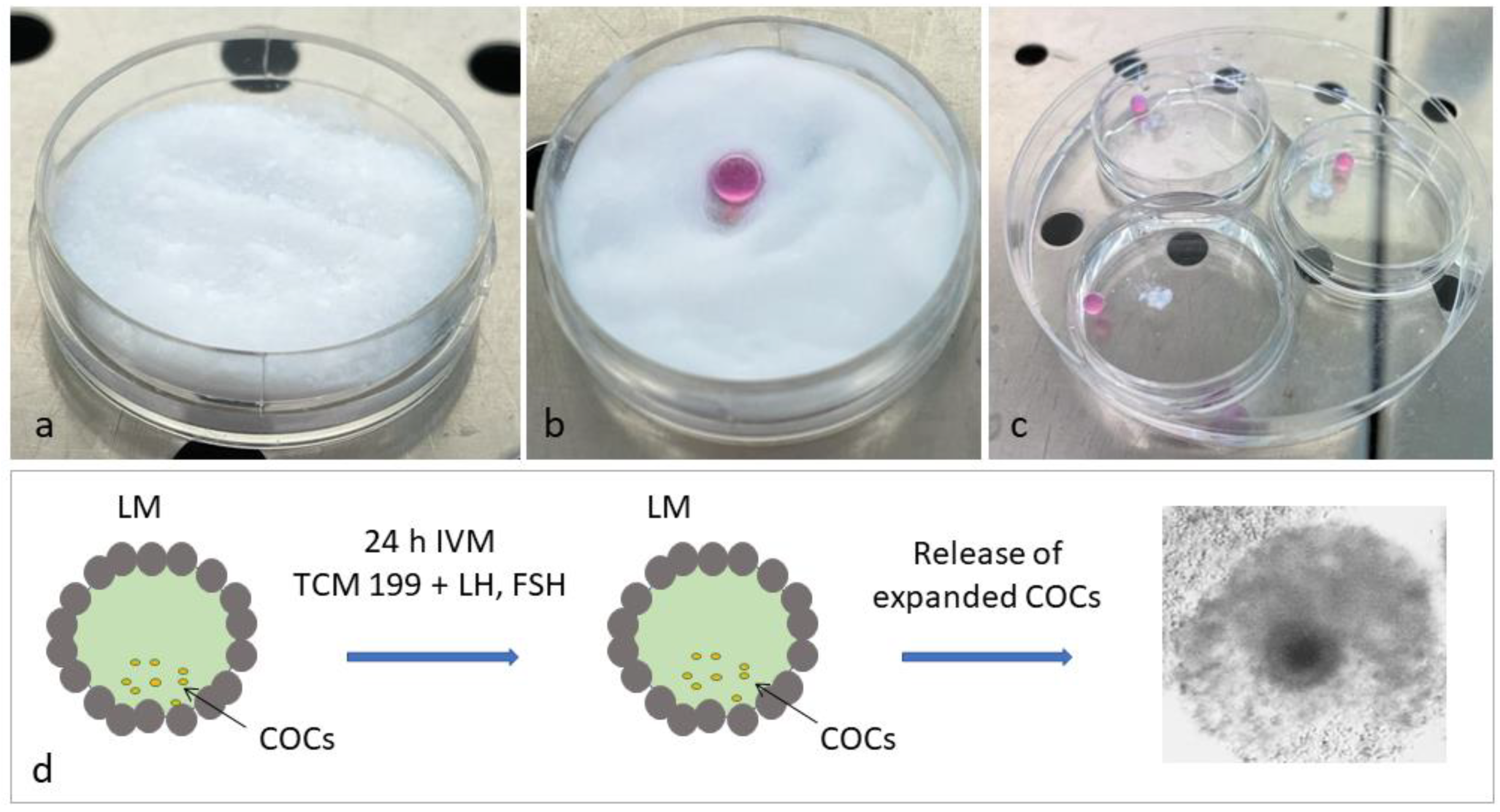 Biology 10 01101 g001