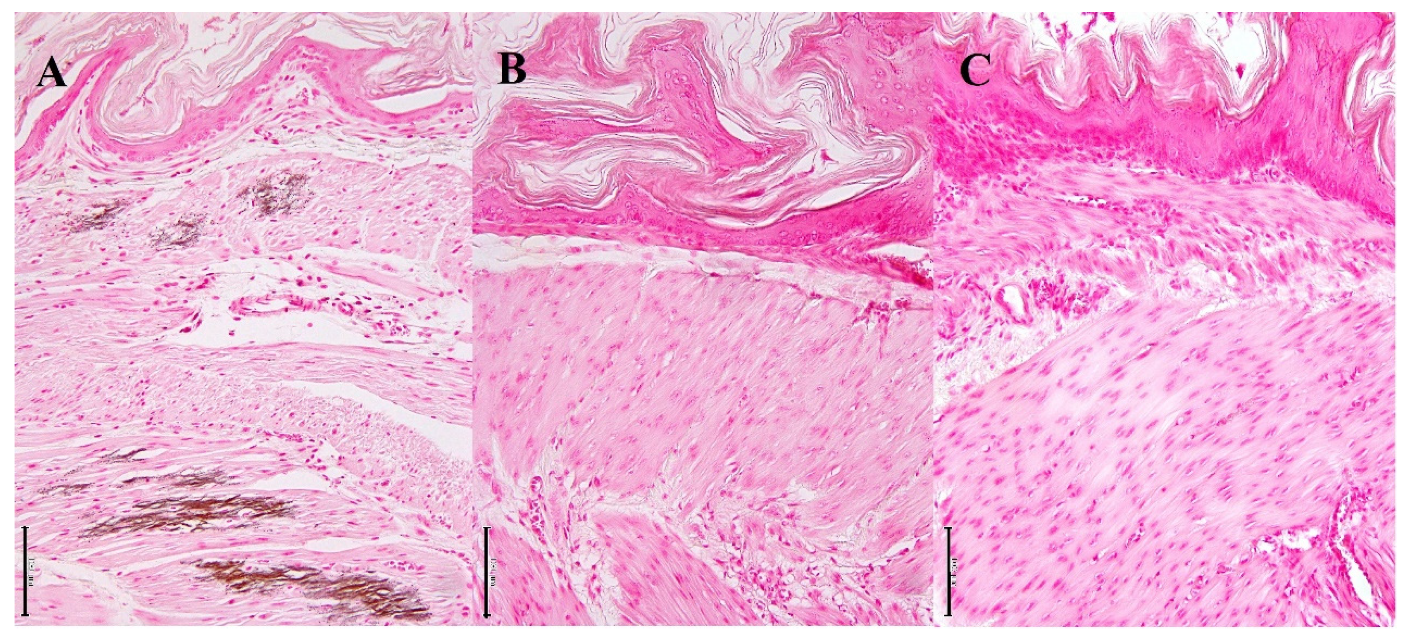 Biology 10 01116 g007 Biology 10 01116 g007