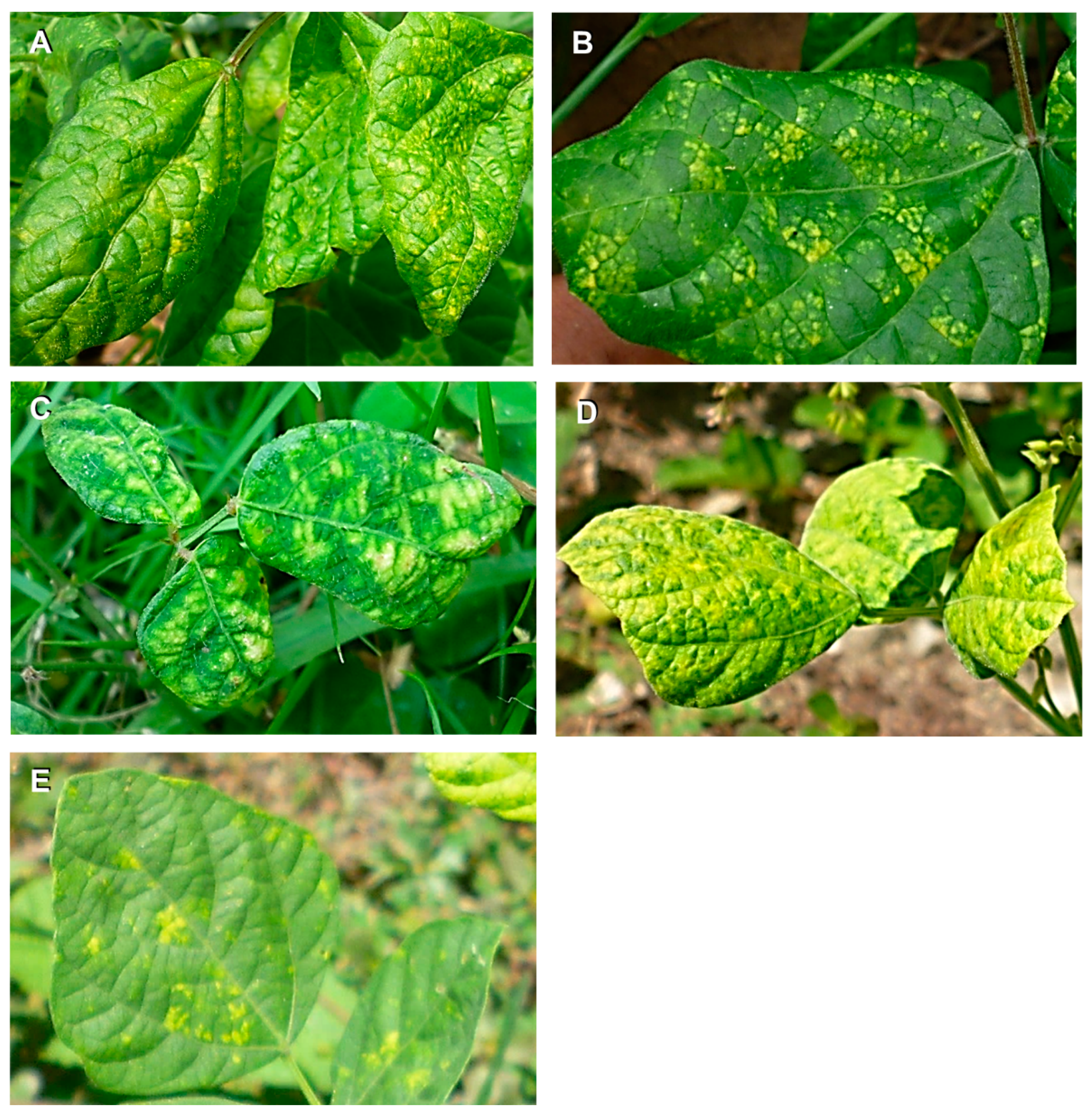 Biology 10 01125 g002 Biology 10 01125 g002