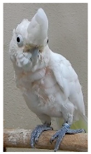 Biology 10 01140 i001