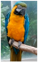 Biology 10 01140 i007