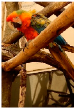 Biology 10 01140 i008