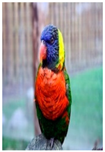 Biology 10 01140 i010