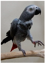 Biology 10 01140 i011