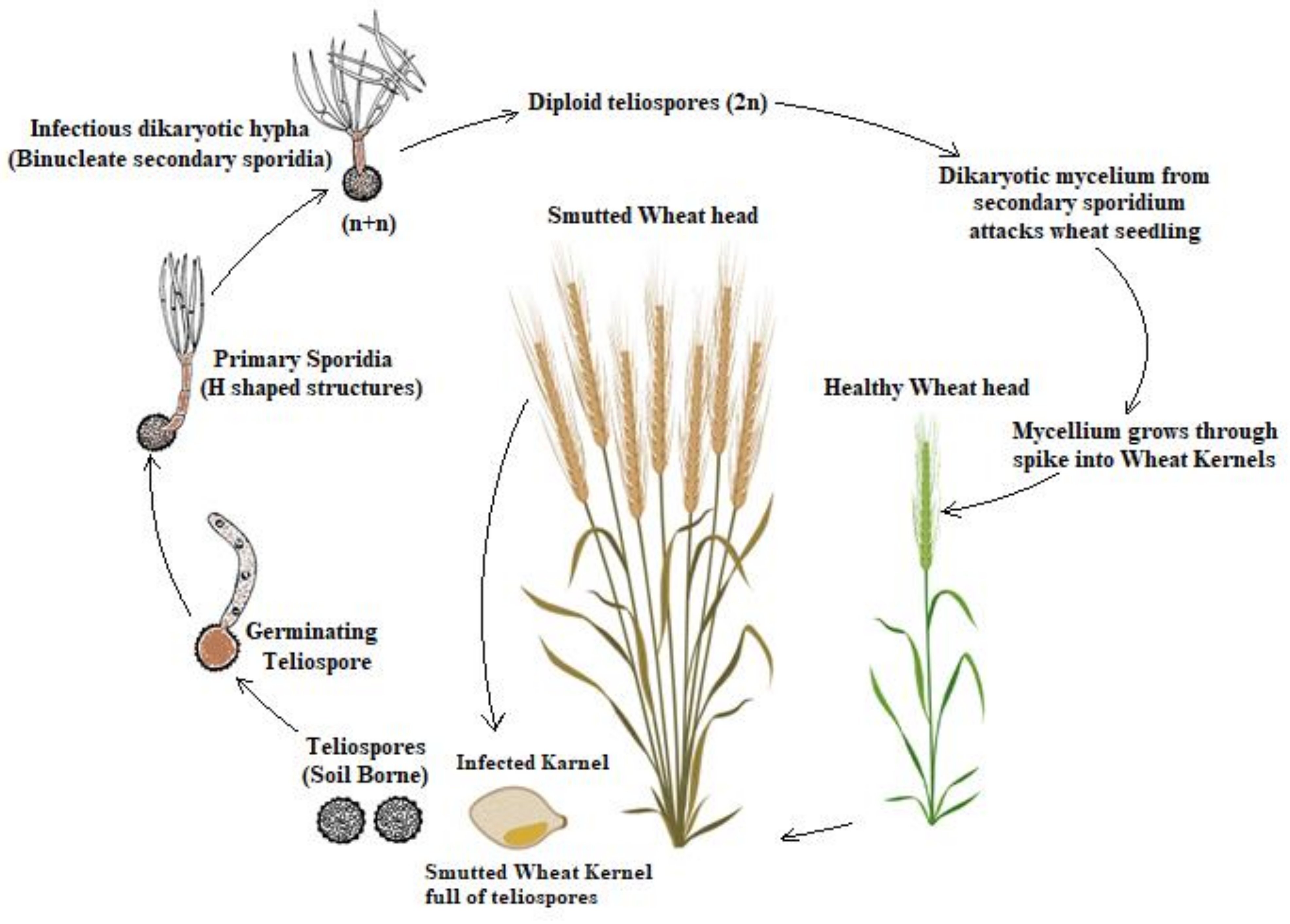 Biology 10 01152 g001