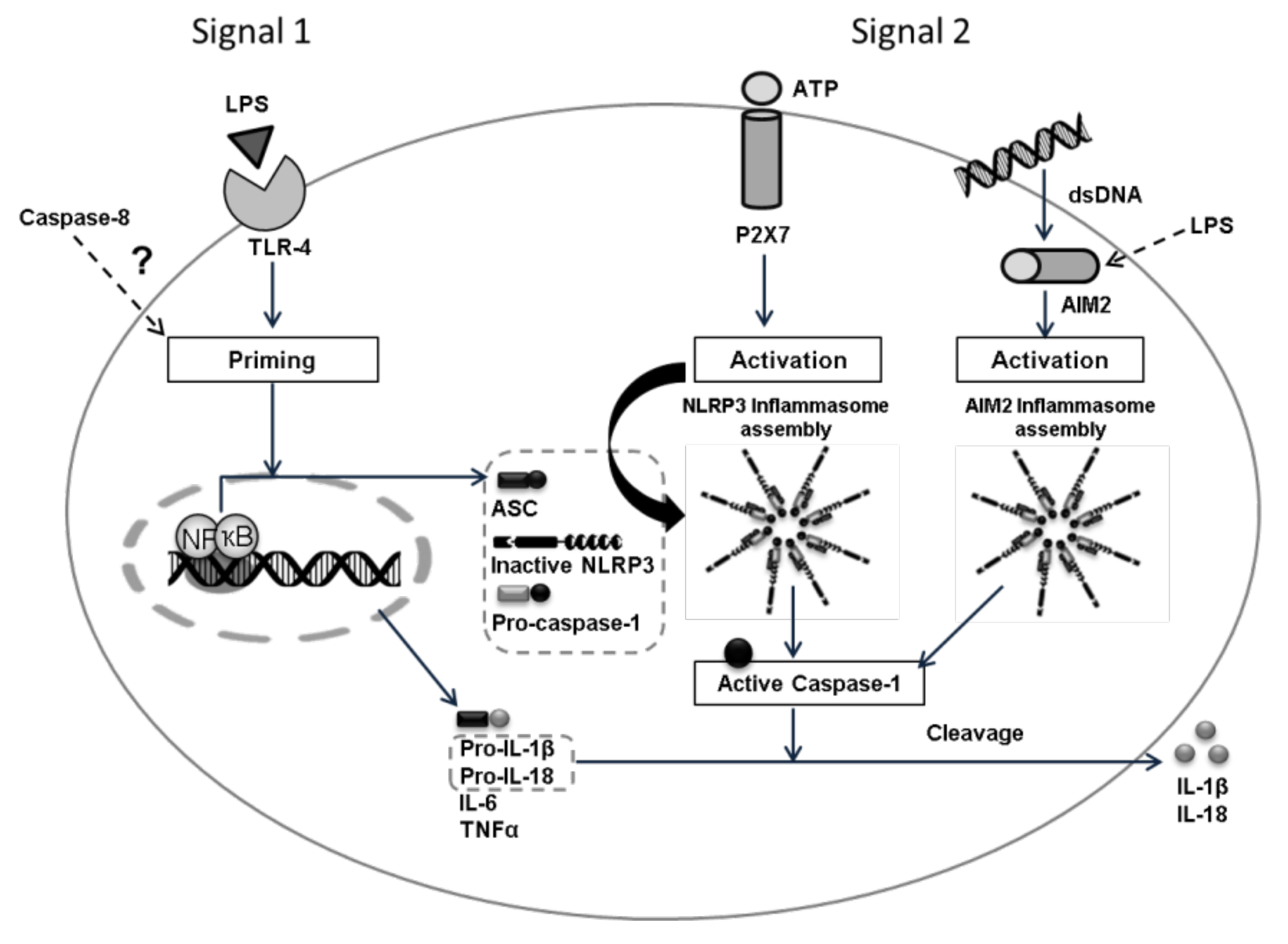 Biology 10 01159 g001 550