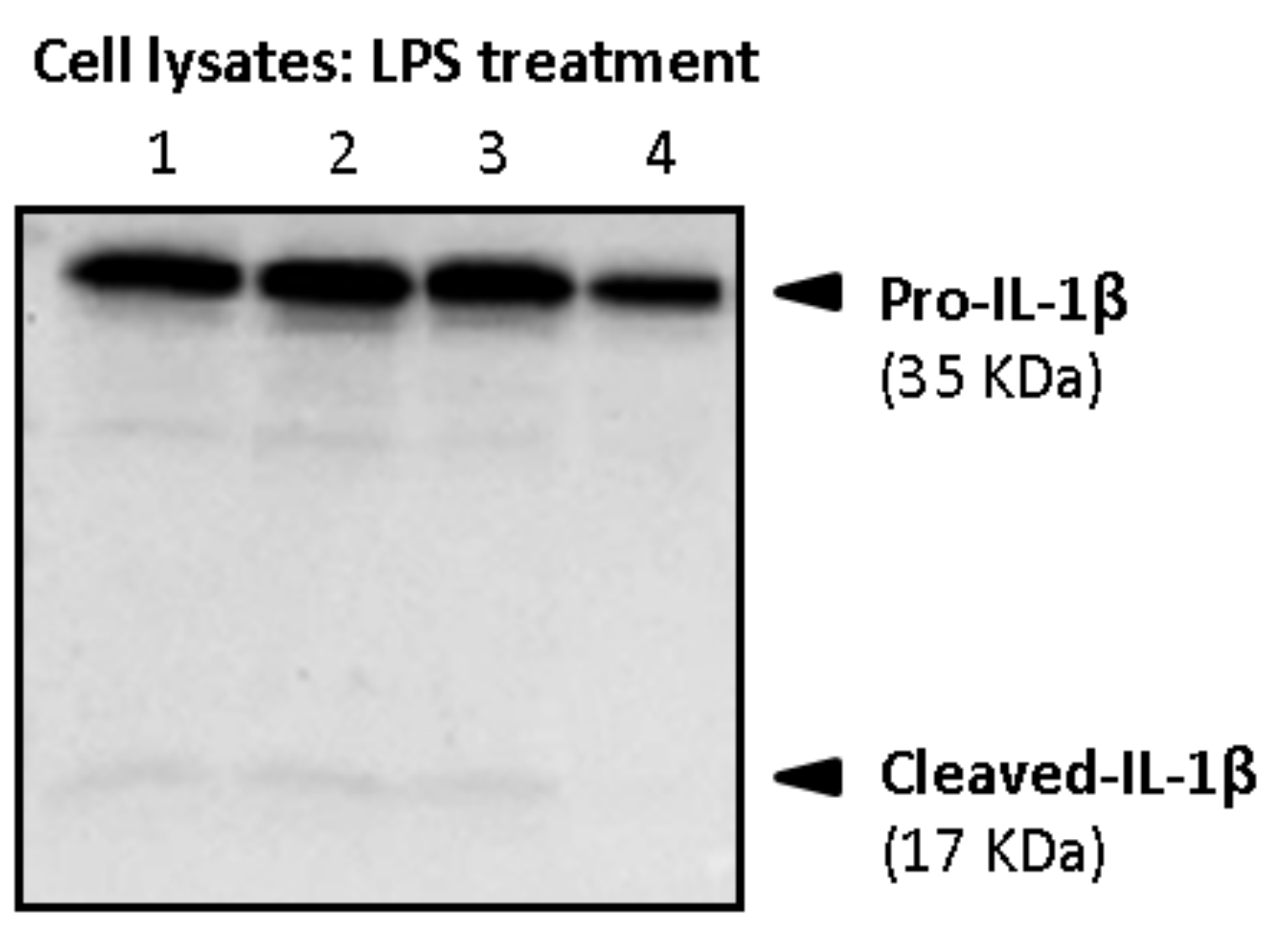Biology 10 01159 g011 550