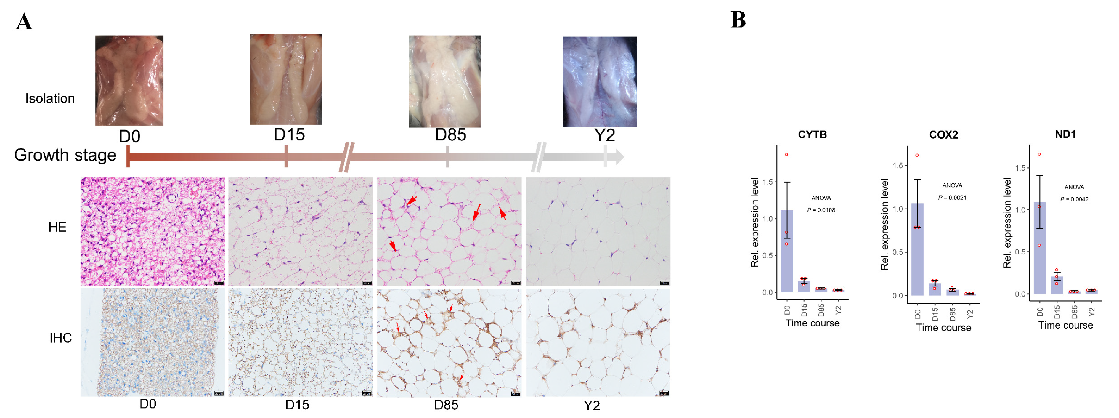 Biology 10 01176 g001