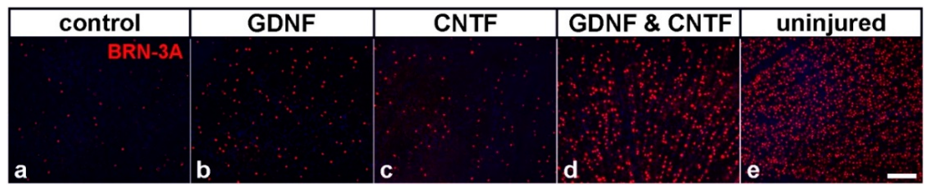 Biology 10 01181 g001 Biology 10 01181 g001