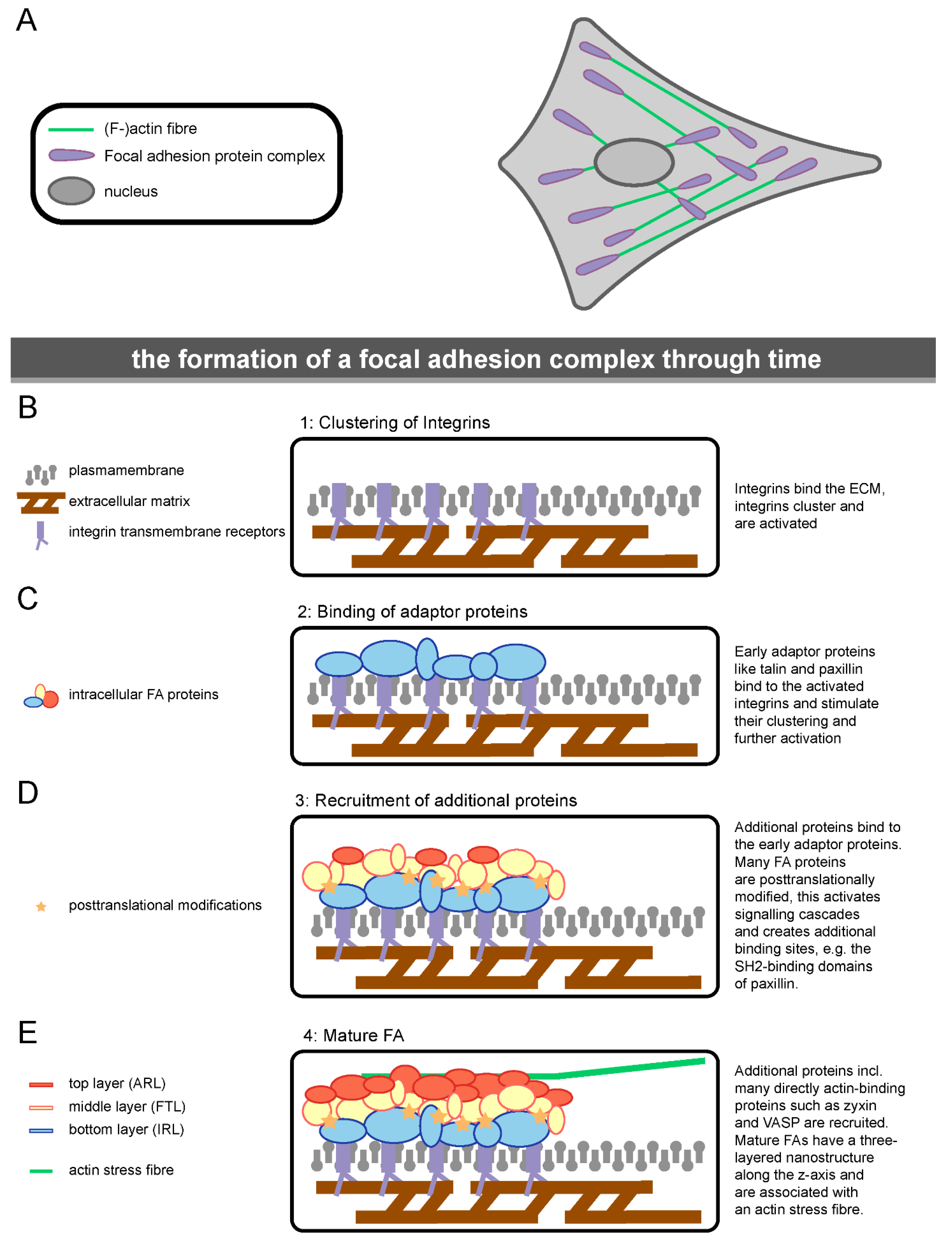 Biology 10 01189 g002 550