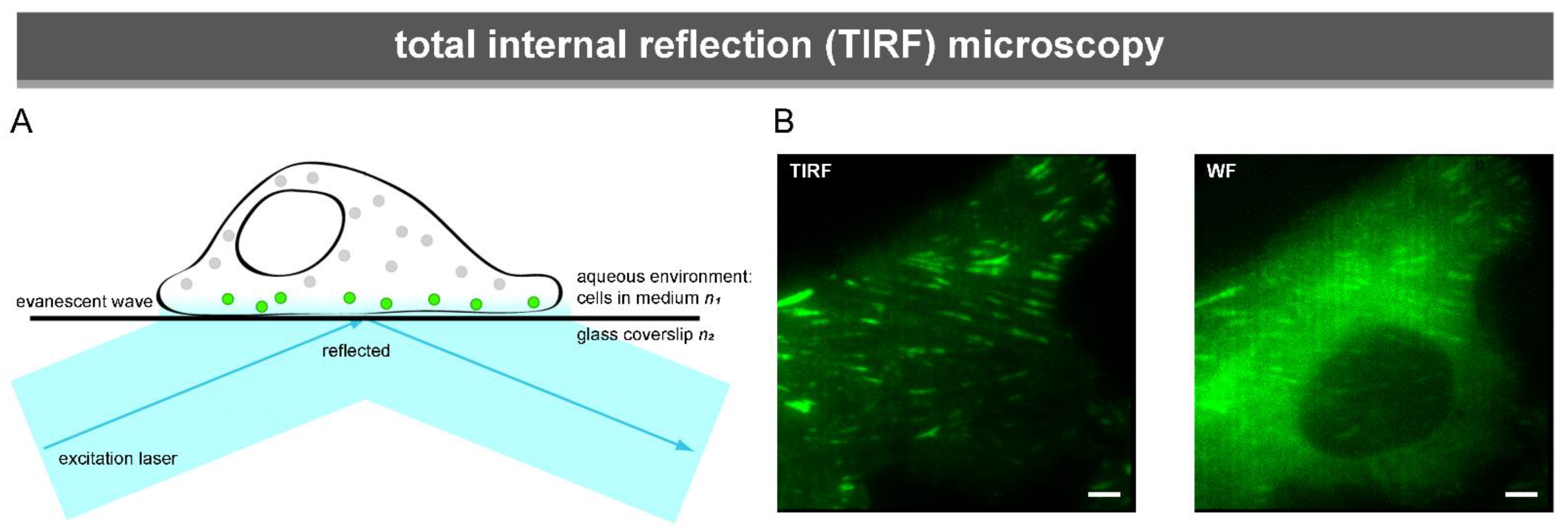 Biology 10 01189 g004 550