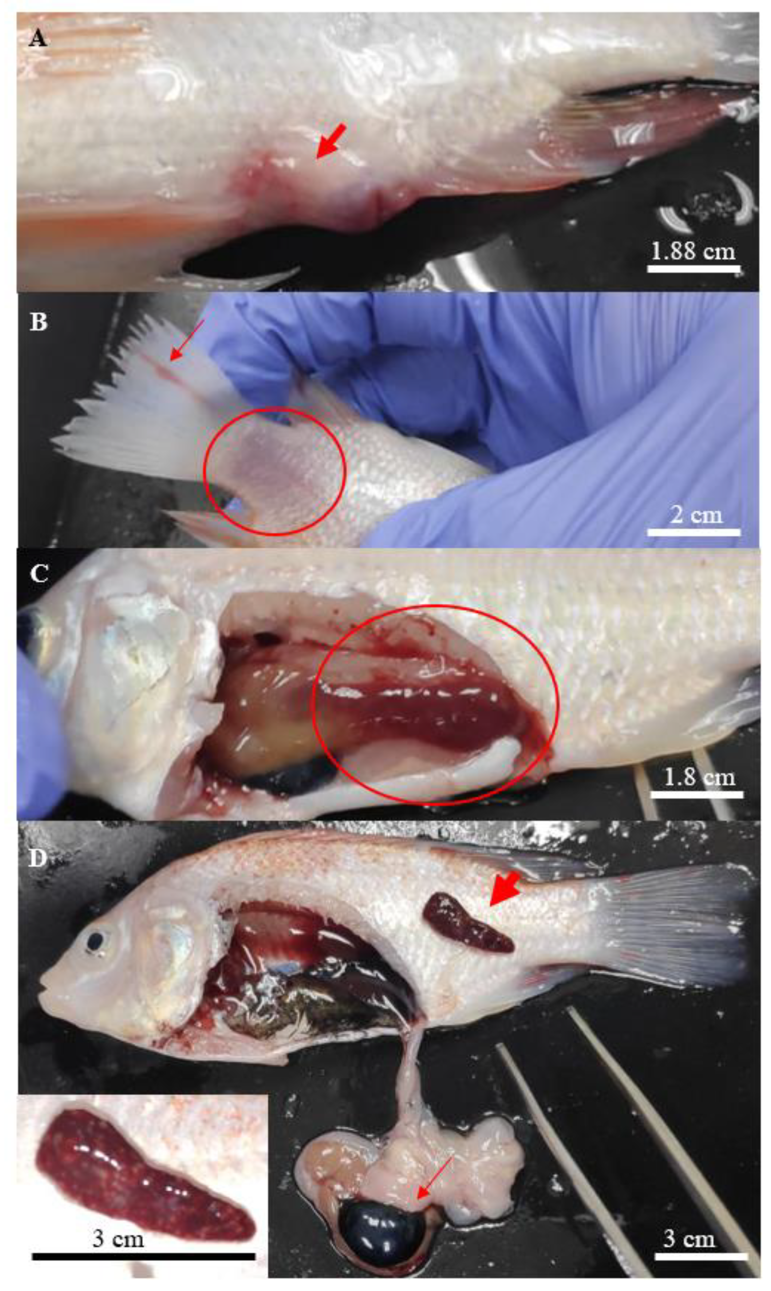 Biology 10 01192 g001