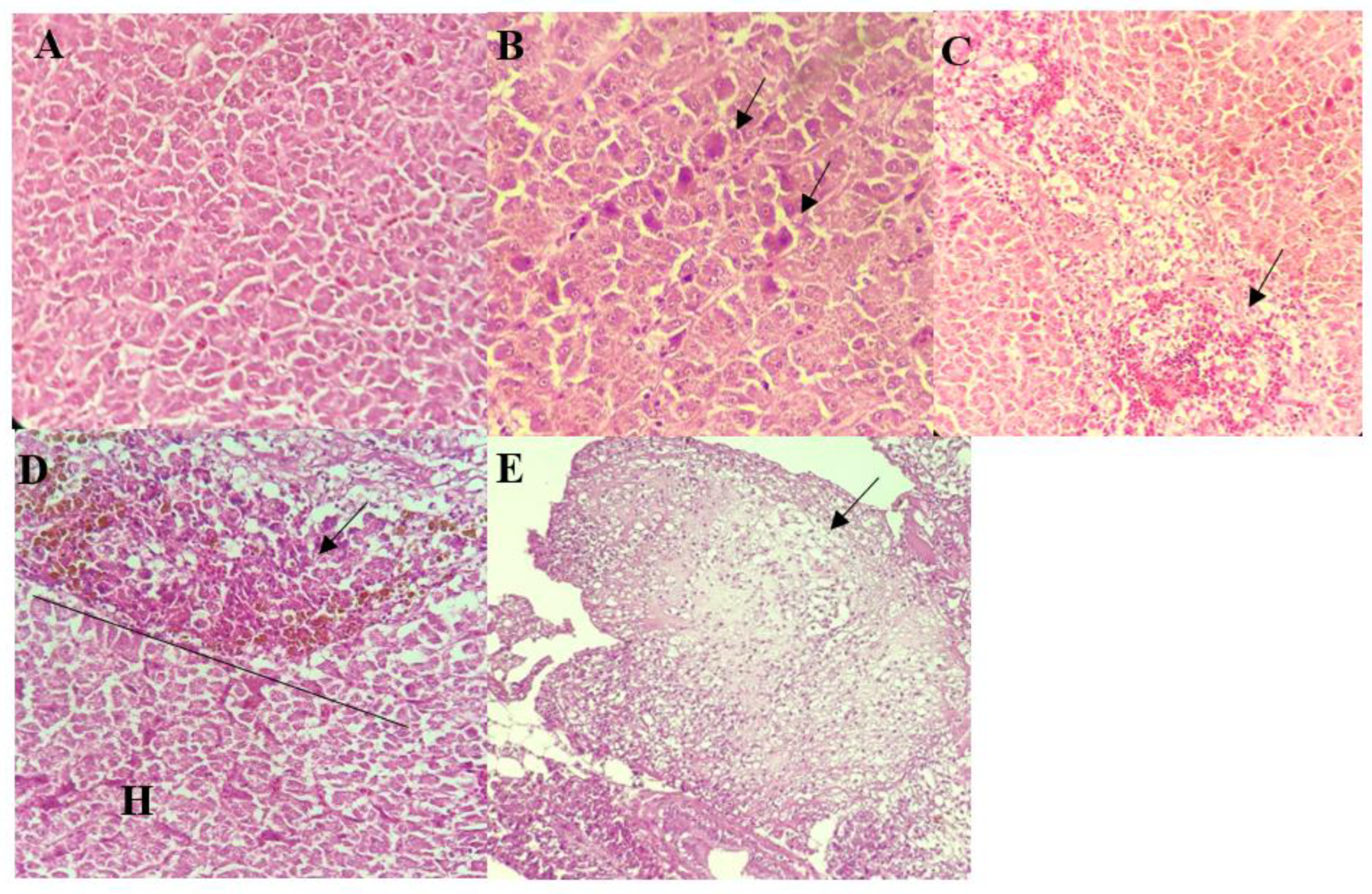 Biology 10 01192 g002
