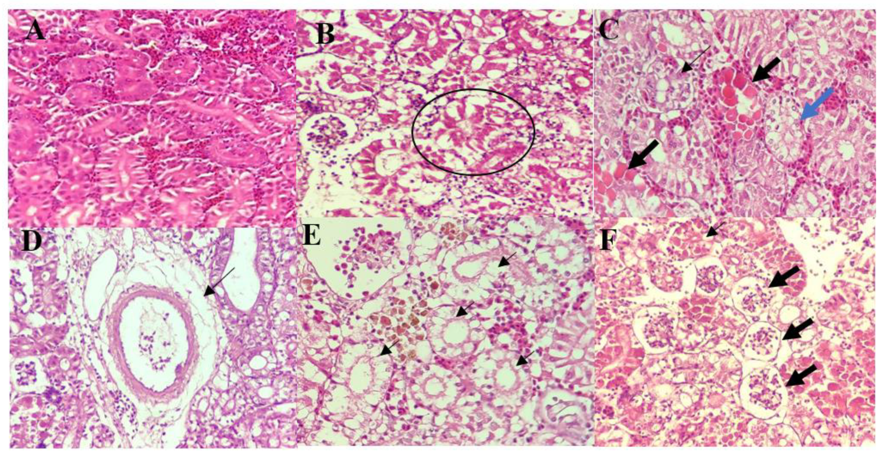 Biology 10 01192 g004