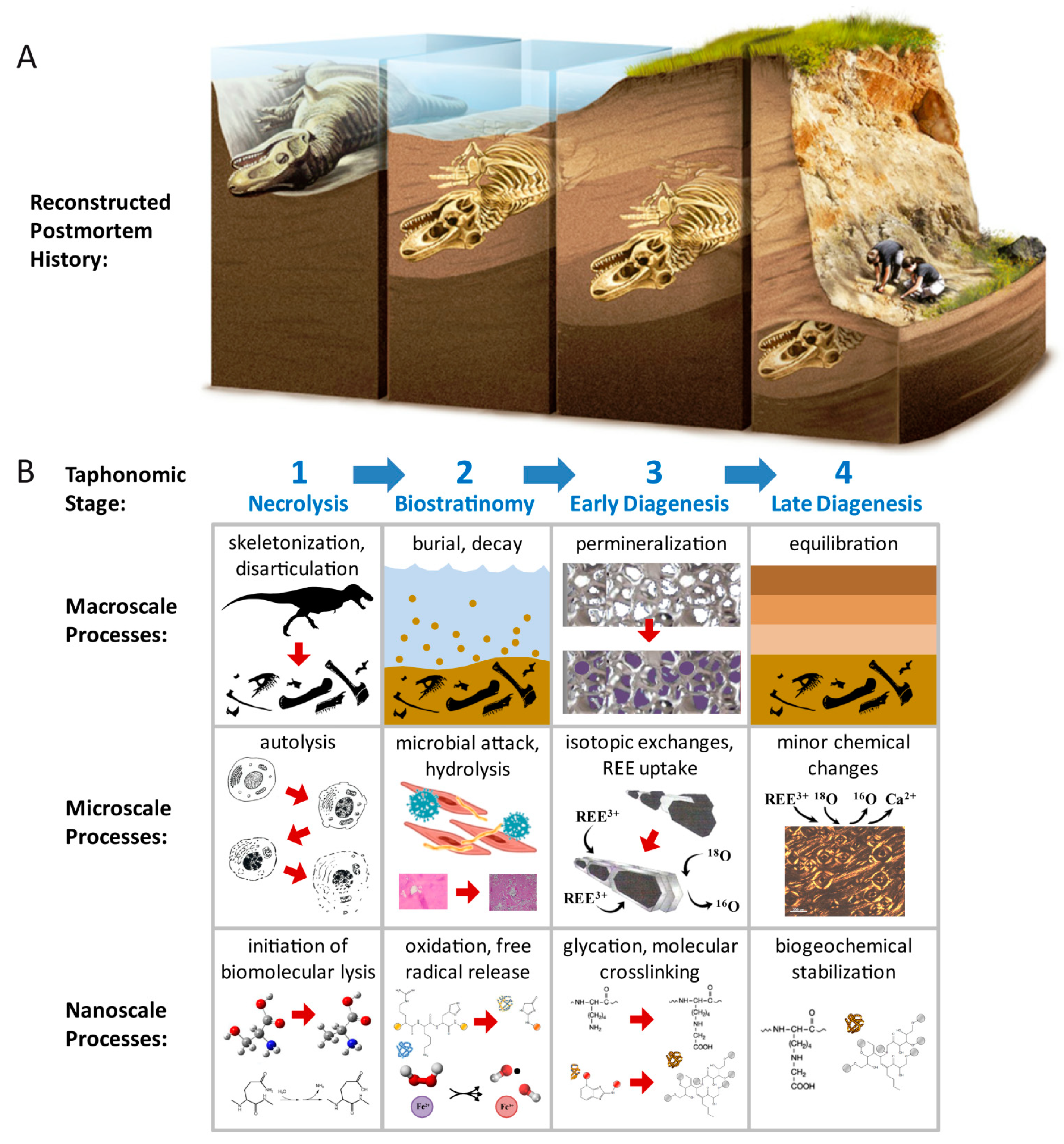 Biology 10 01193 g009 Biology 10 01193 g009