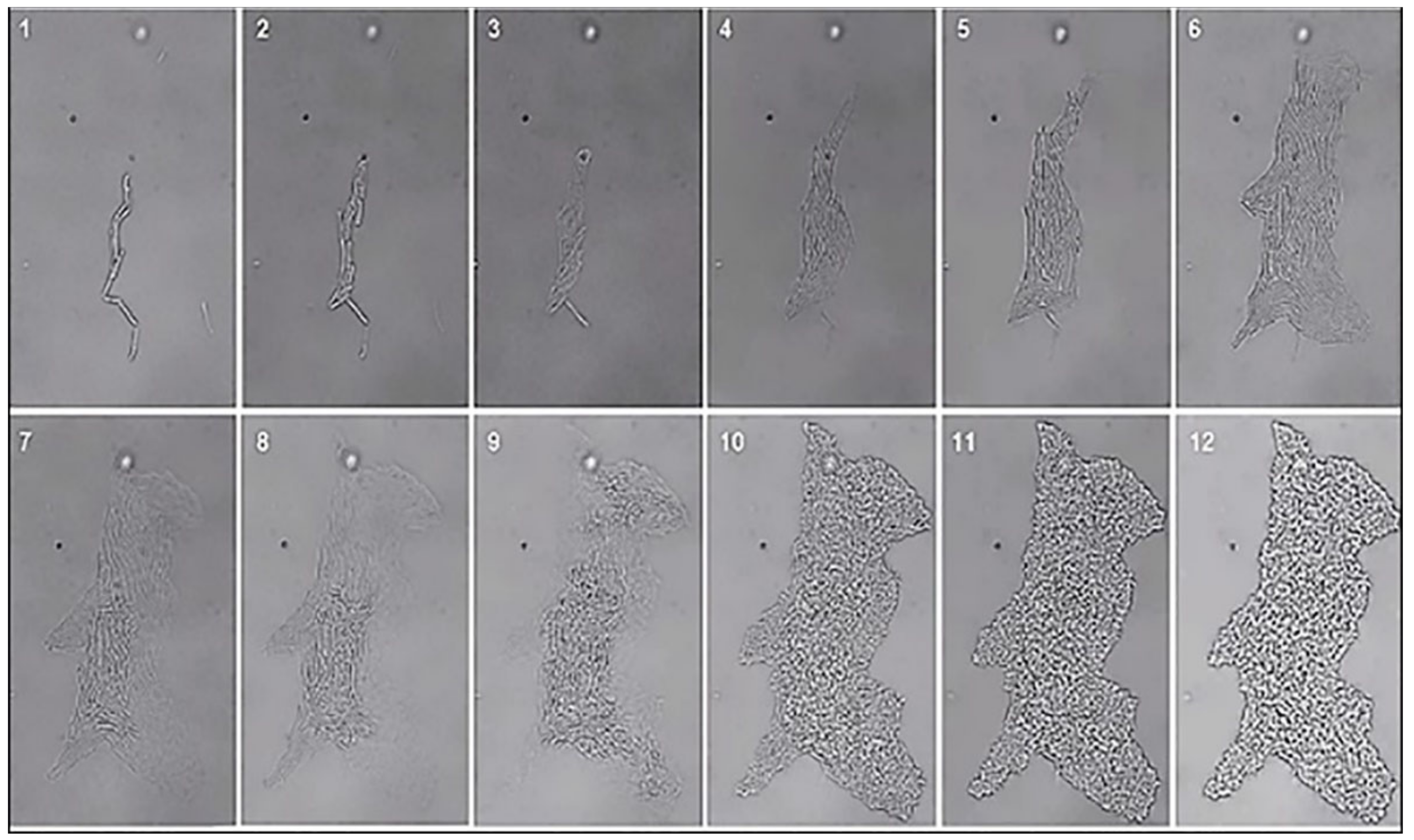 Biology 10 01202 g001 Biology 10 01202 g001