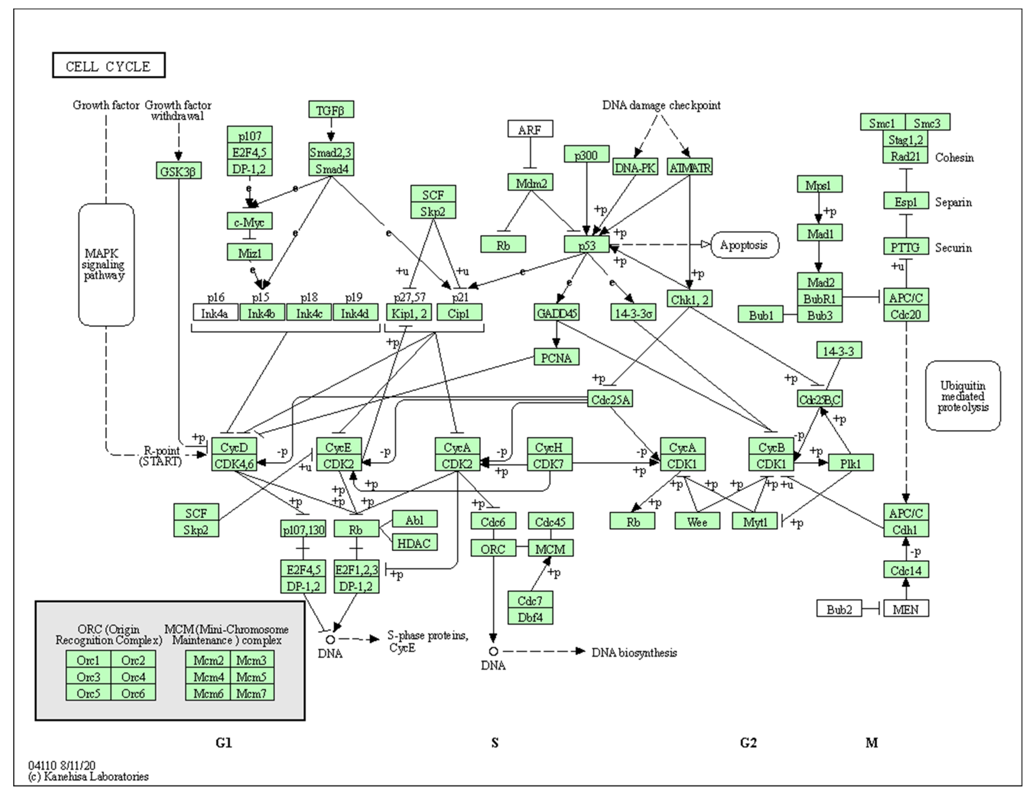 Biology 10 01214 g0a3 Biology 10 01214 g0a3