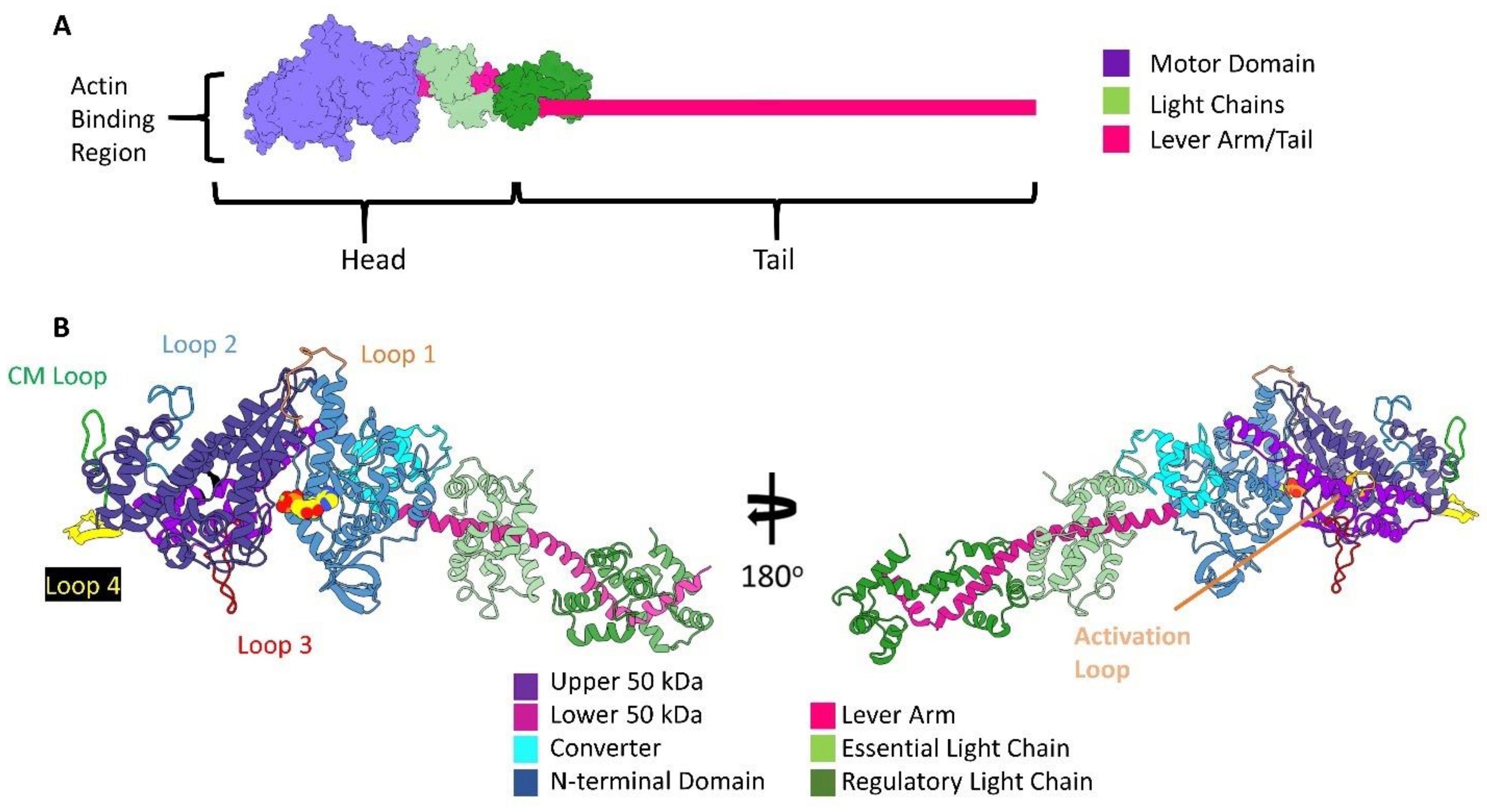 Biology 10 01221 g002 Biology 10 01221 g002