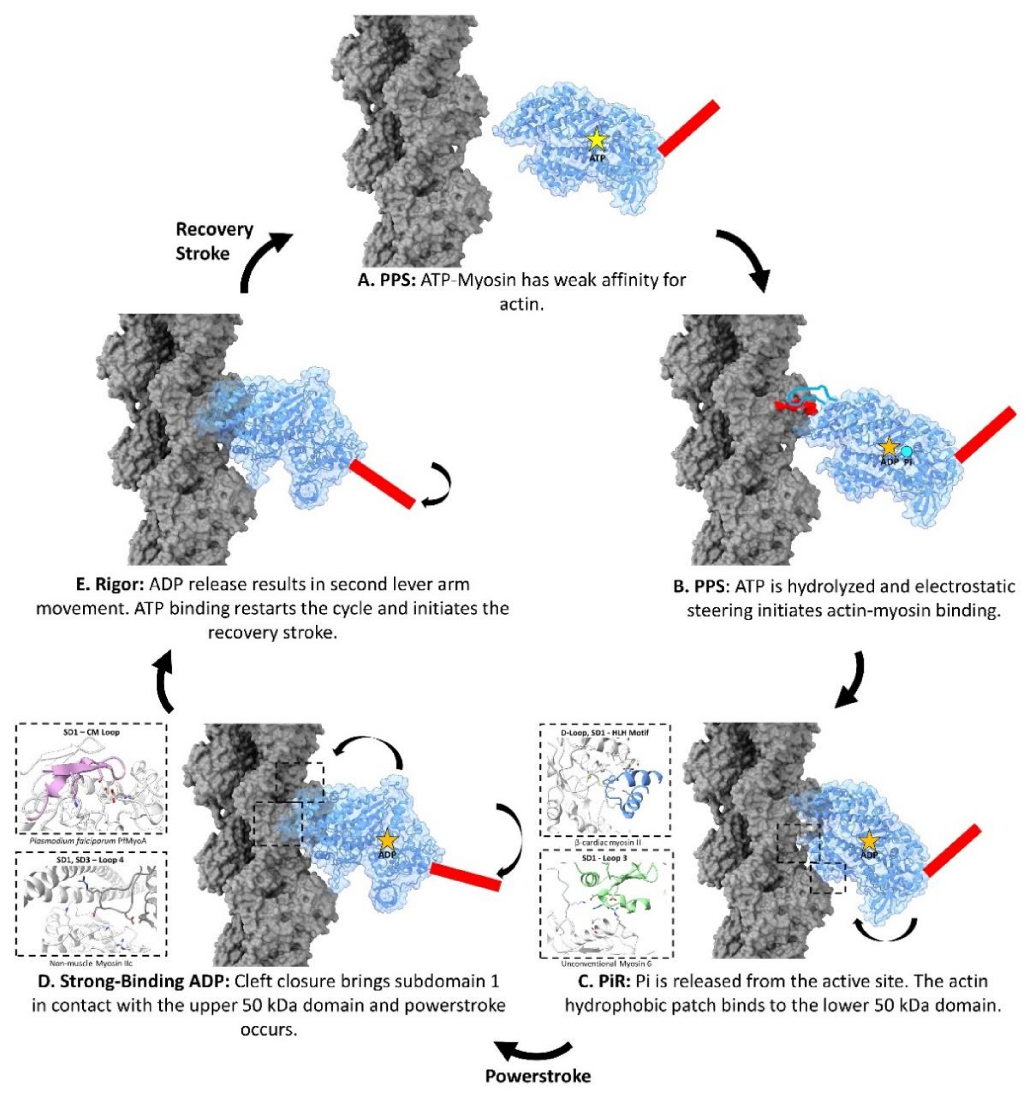 Biology 10 01221 g003 Biology 10 01221 g003