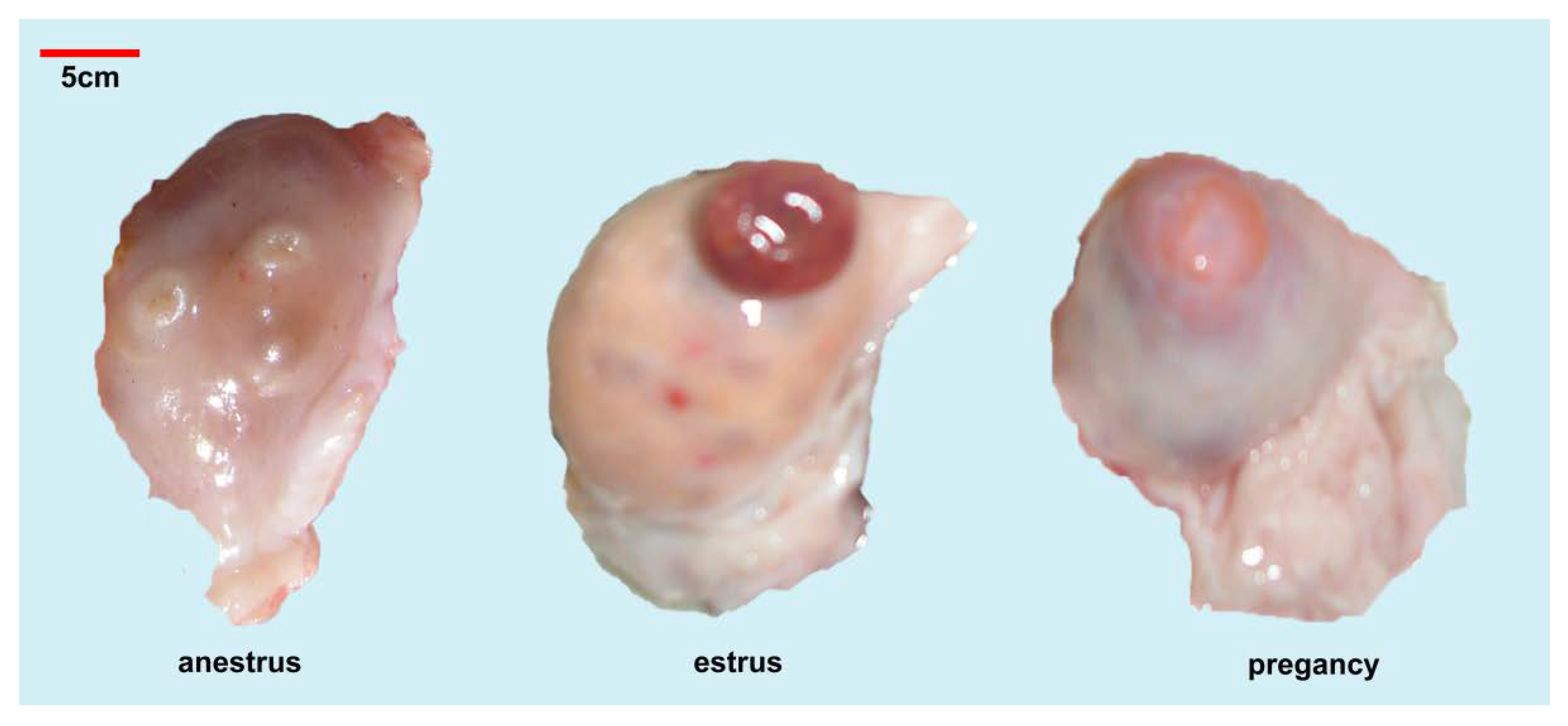 Biology 10 01229 g001 Biology 10 01229 g001