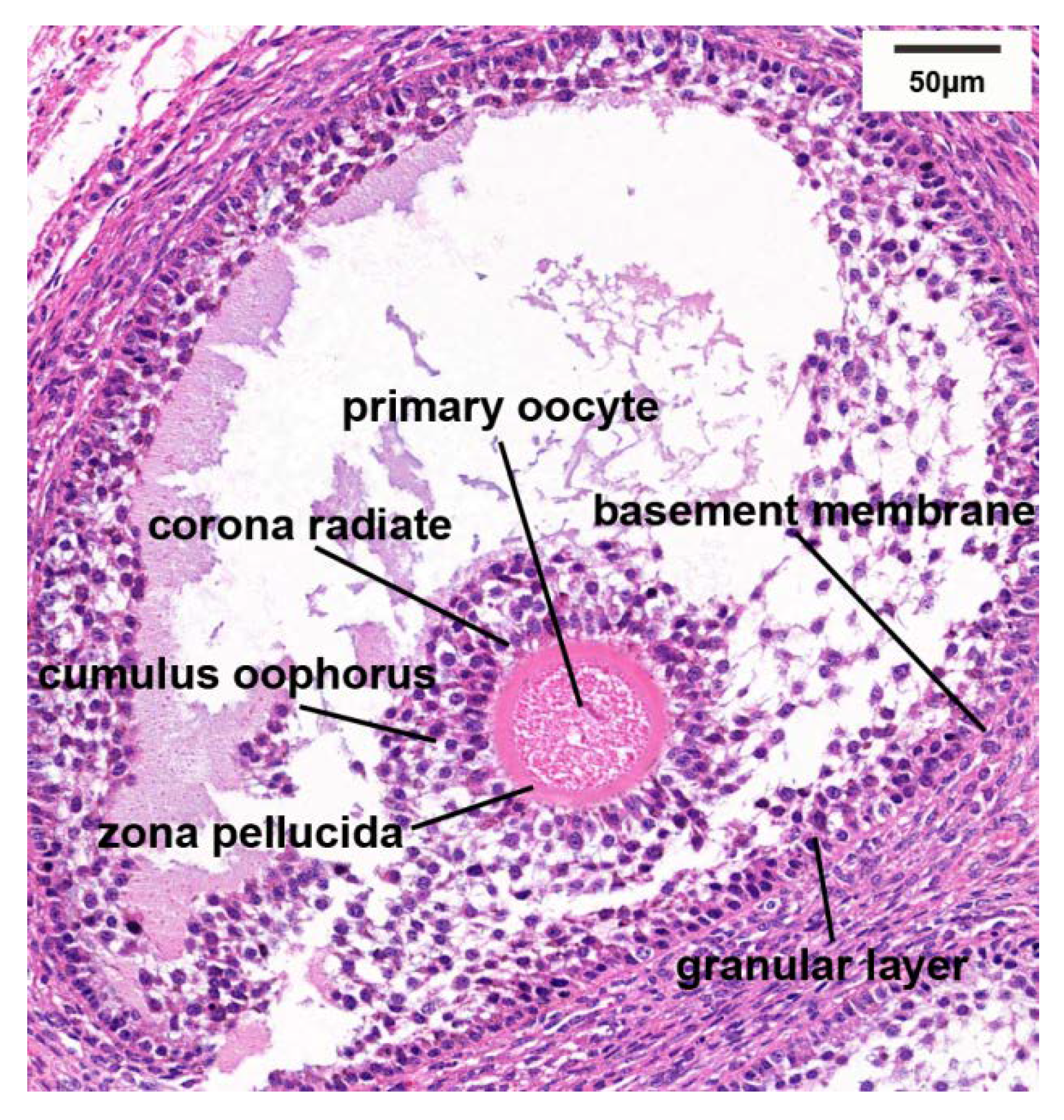 Biology 10 01229 g003 Biology 10 01229 g003