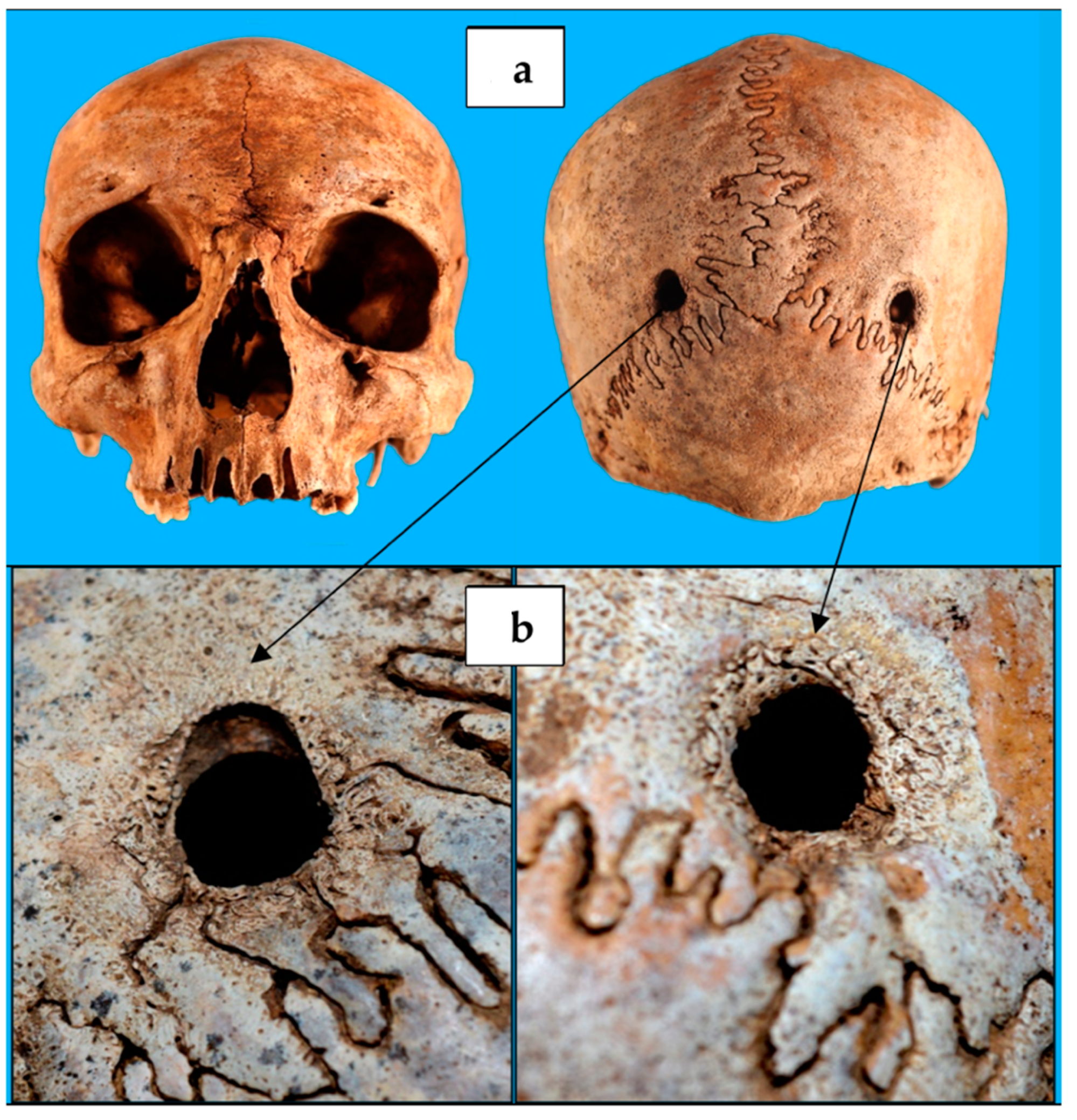 Biology 10 01231 g002