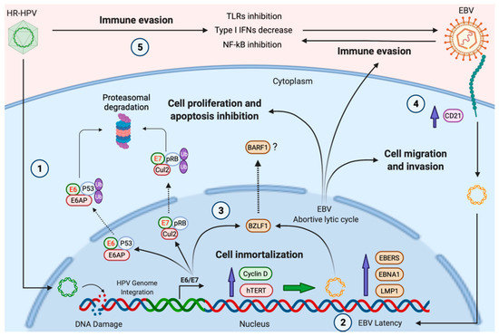 正規通販 Human High-Risk Papillomavirus Virus Epstein–Barr and 健康家電
