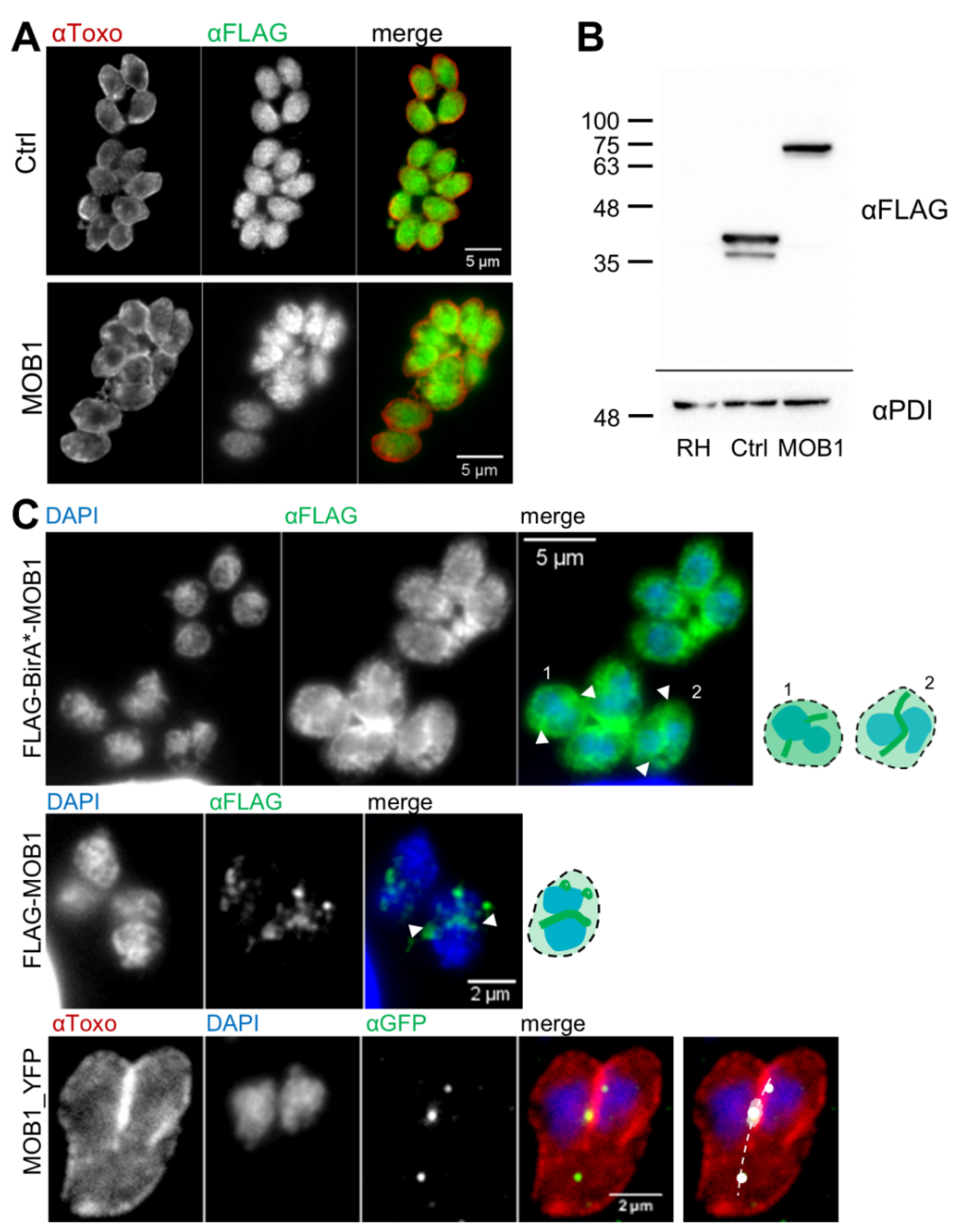 Biology 10 01233 g005 Biology 10 01233 g005