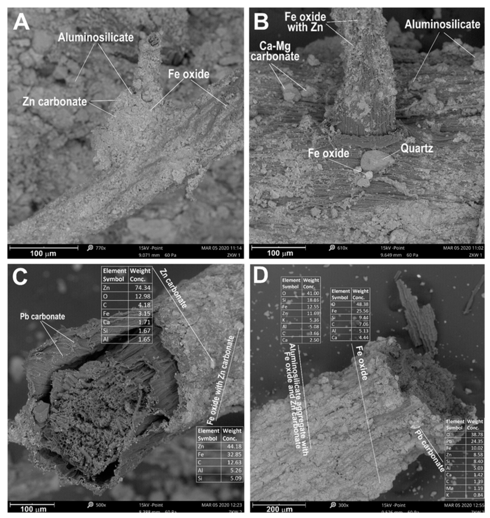Biology 10 01242 g008