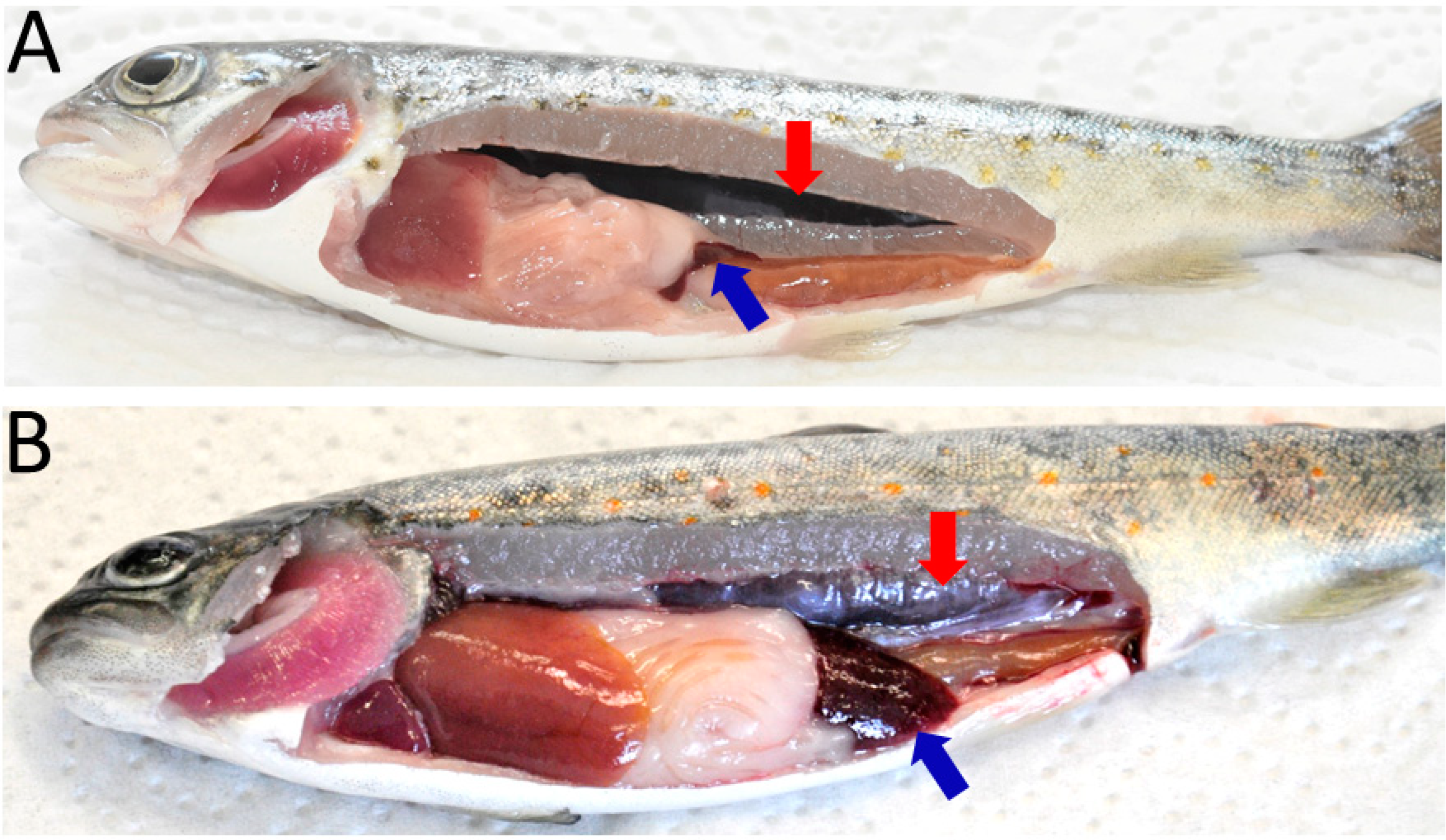 Biology 10 01244 g001 Biology 10 01244 g001