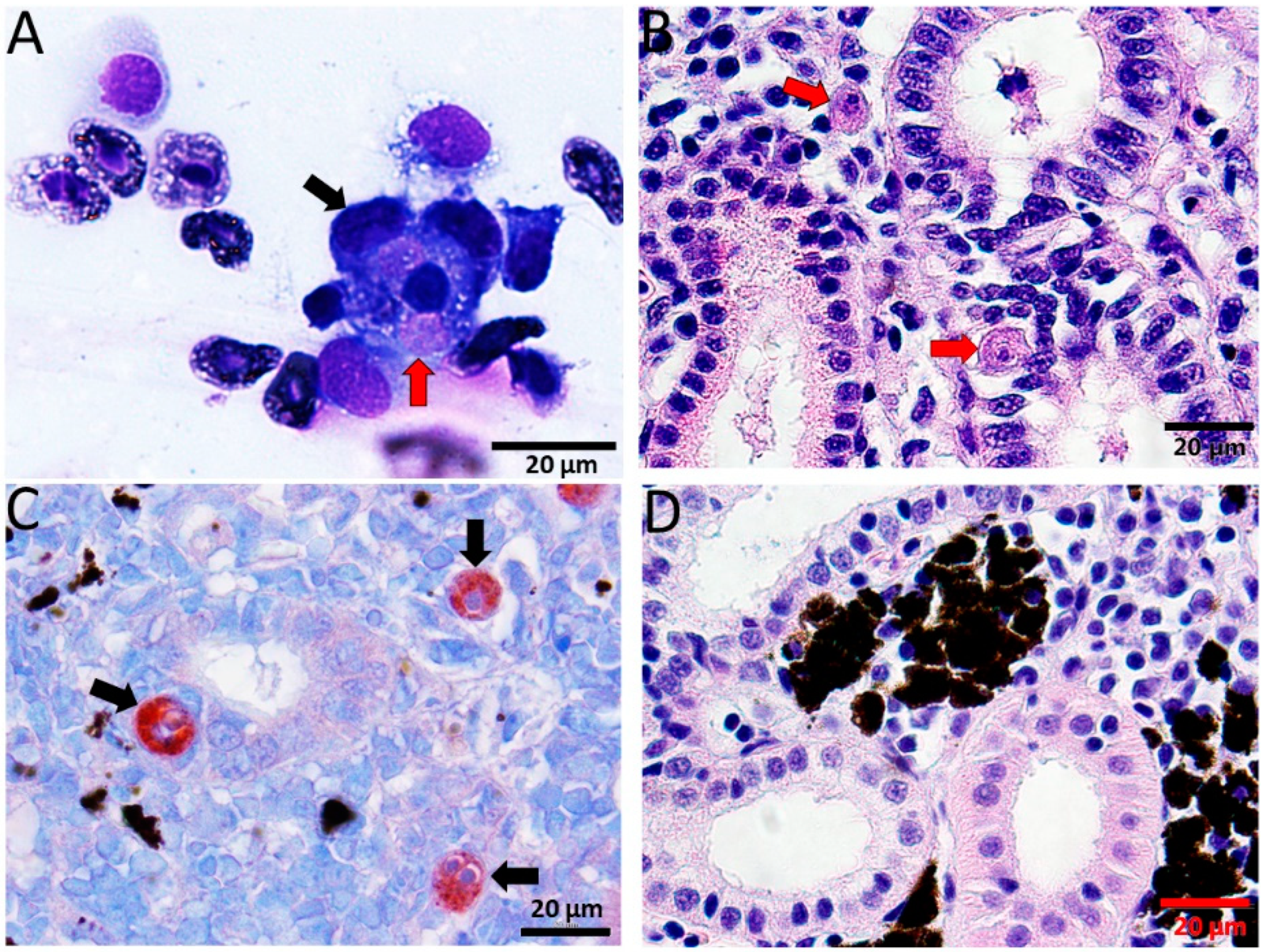 Biology 10 01244 g002 Biology 10 01244 g002
