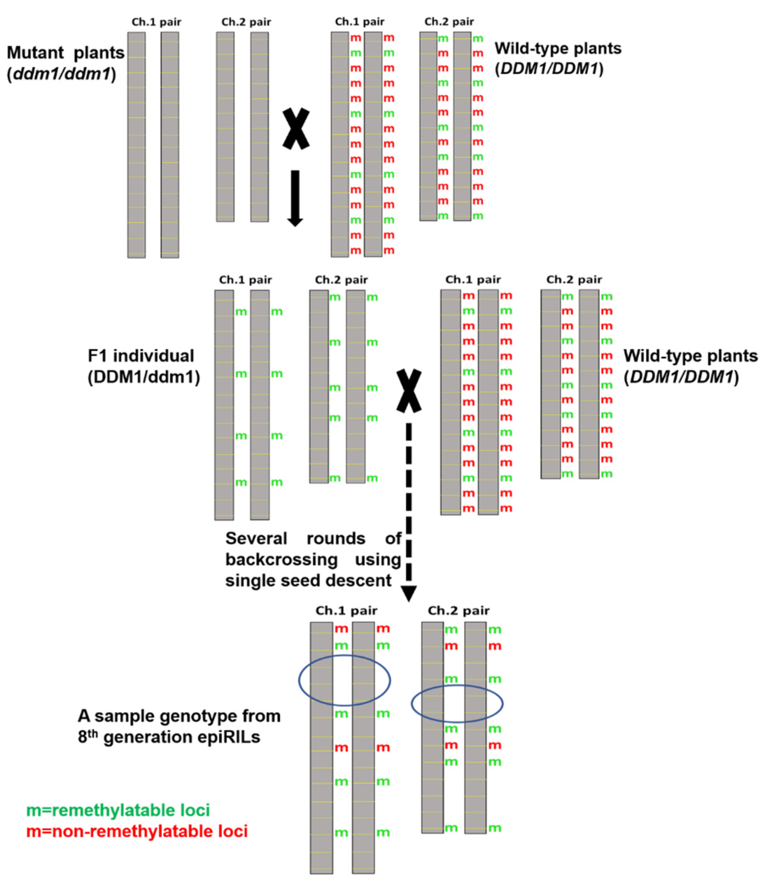 Biology 10 01255 g002 Biology 10 01255 g002