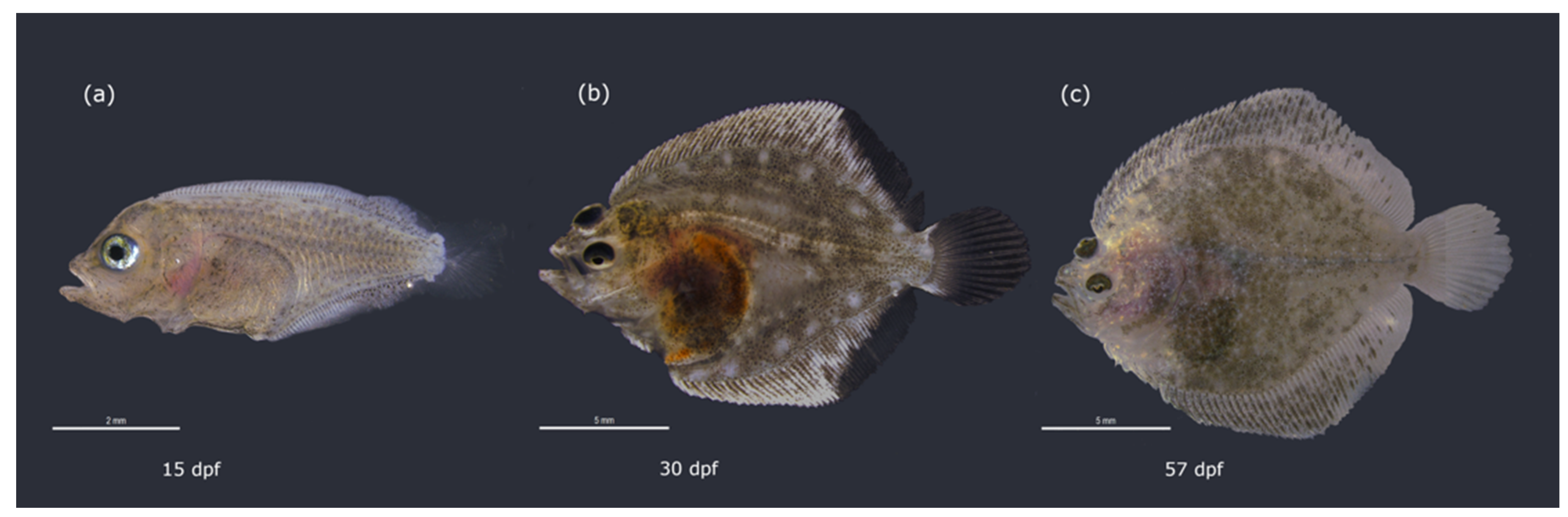 Flatfish Eye Migration