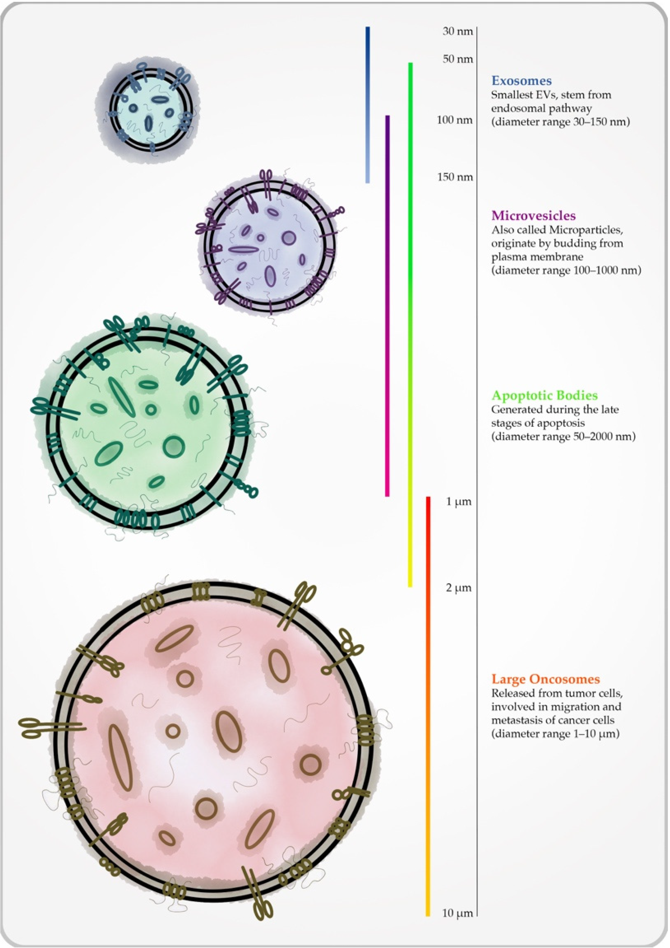 Biology 10 01265 g001 550
