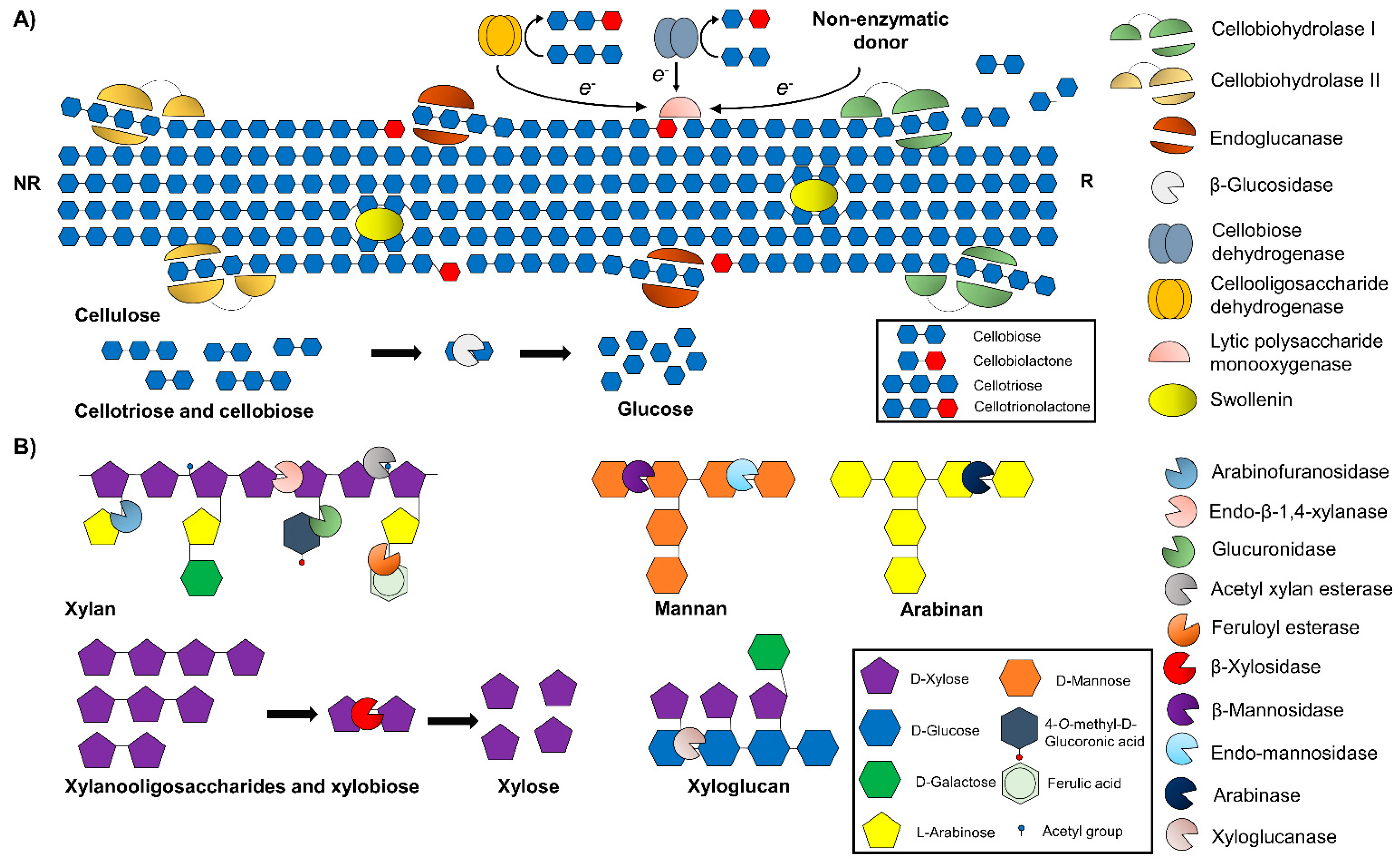 Biology 10 01277 g004