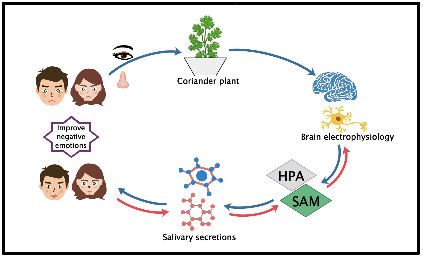 Biology Free FullText Effect of Coriander Plants on Human Emotions