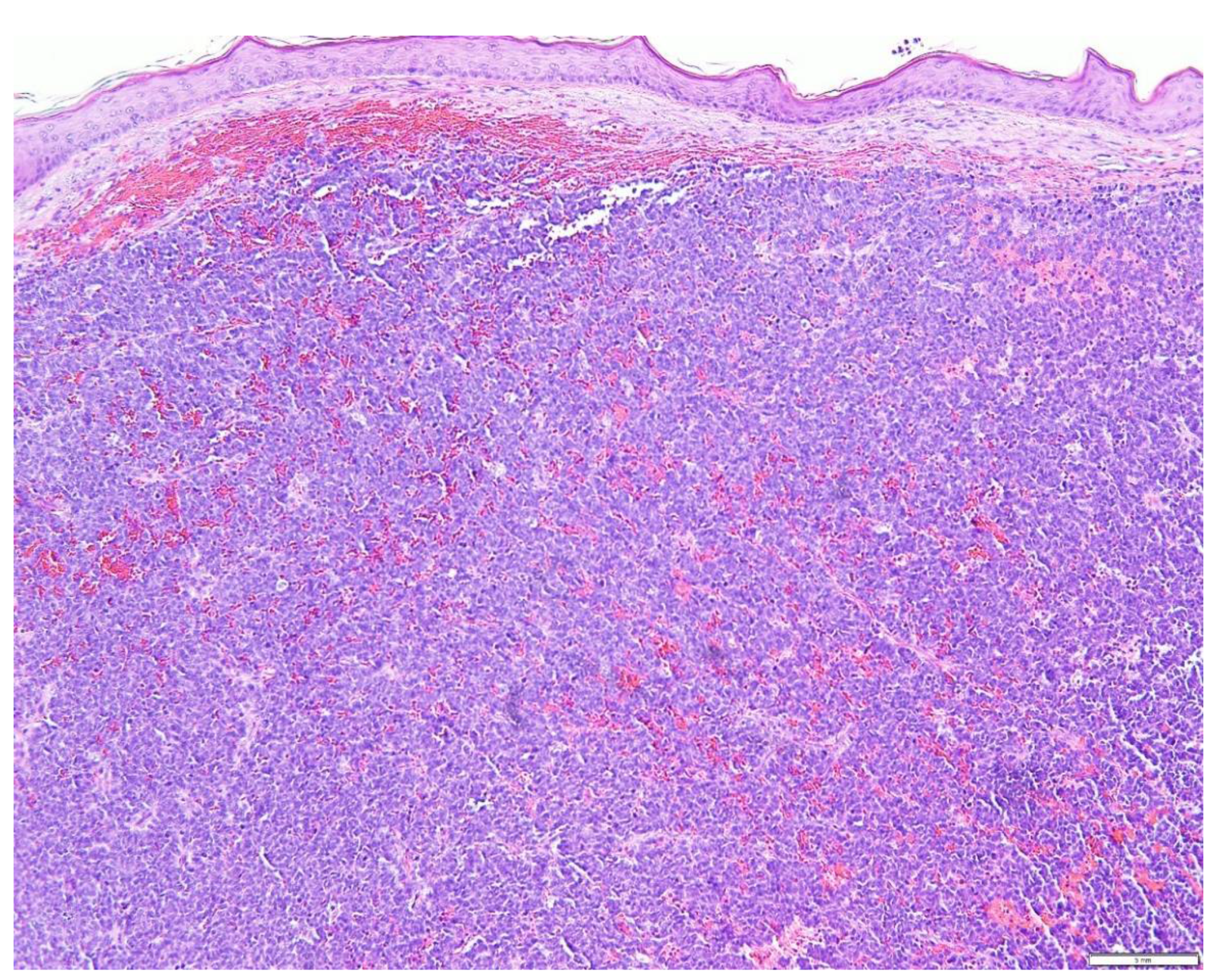 Biology 10 01293 g004 Biology 10 01293 g004