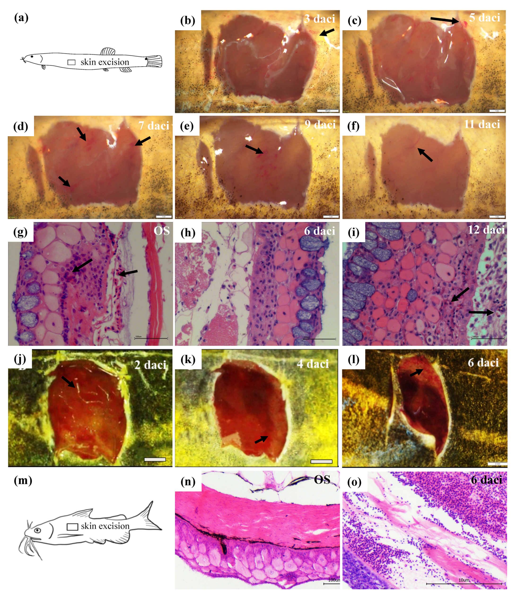 Biology 10 01294 g001 Biology 10 01294 g001